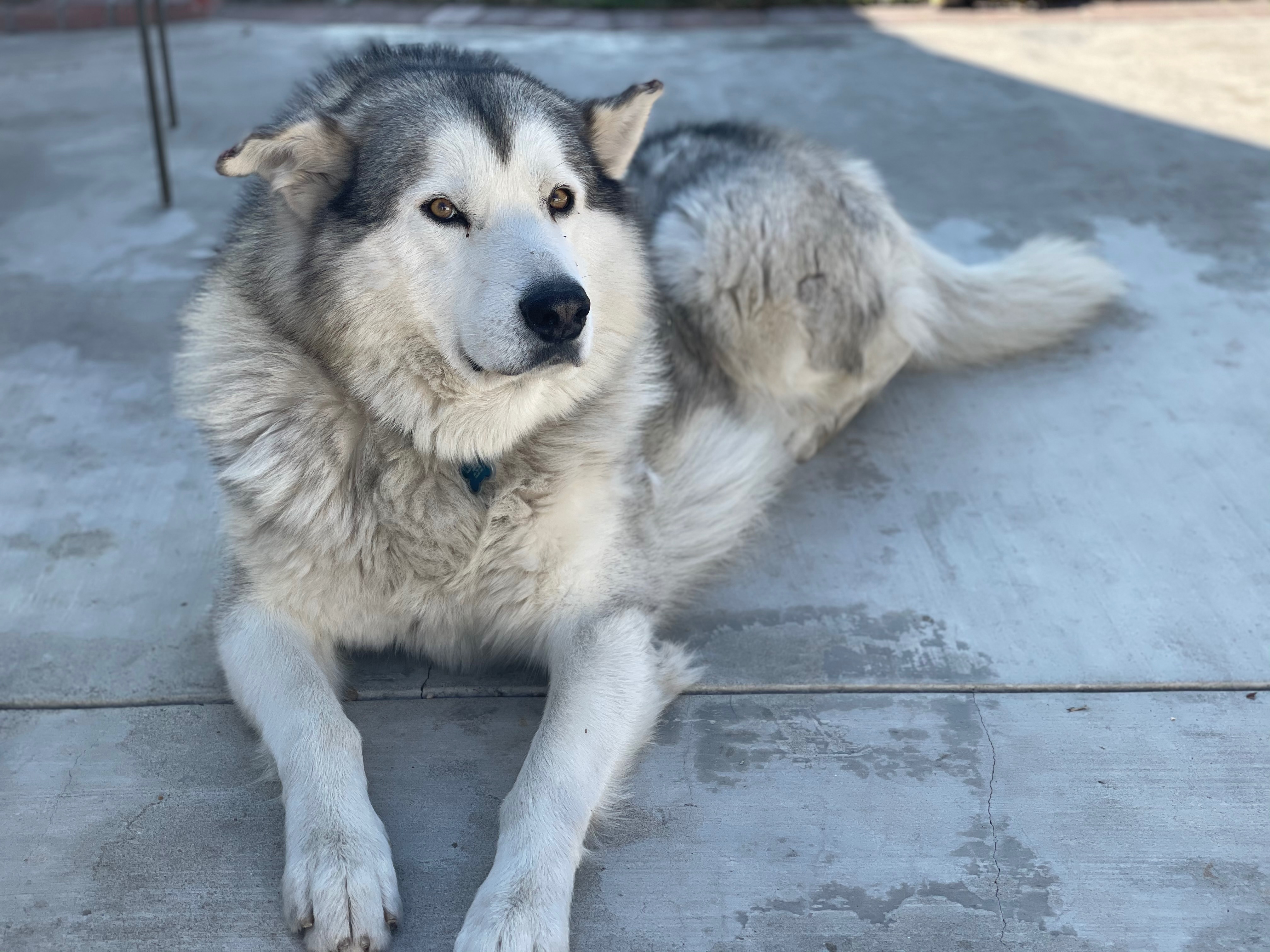 Help Zephyr Get Urgent Vet Care campaign photo, 4 of 5