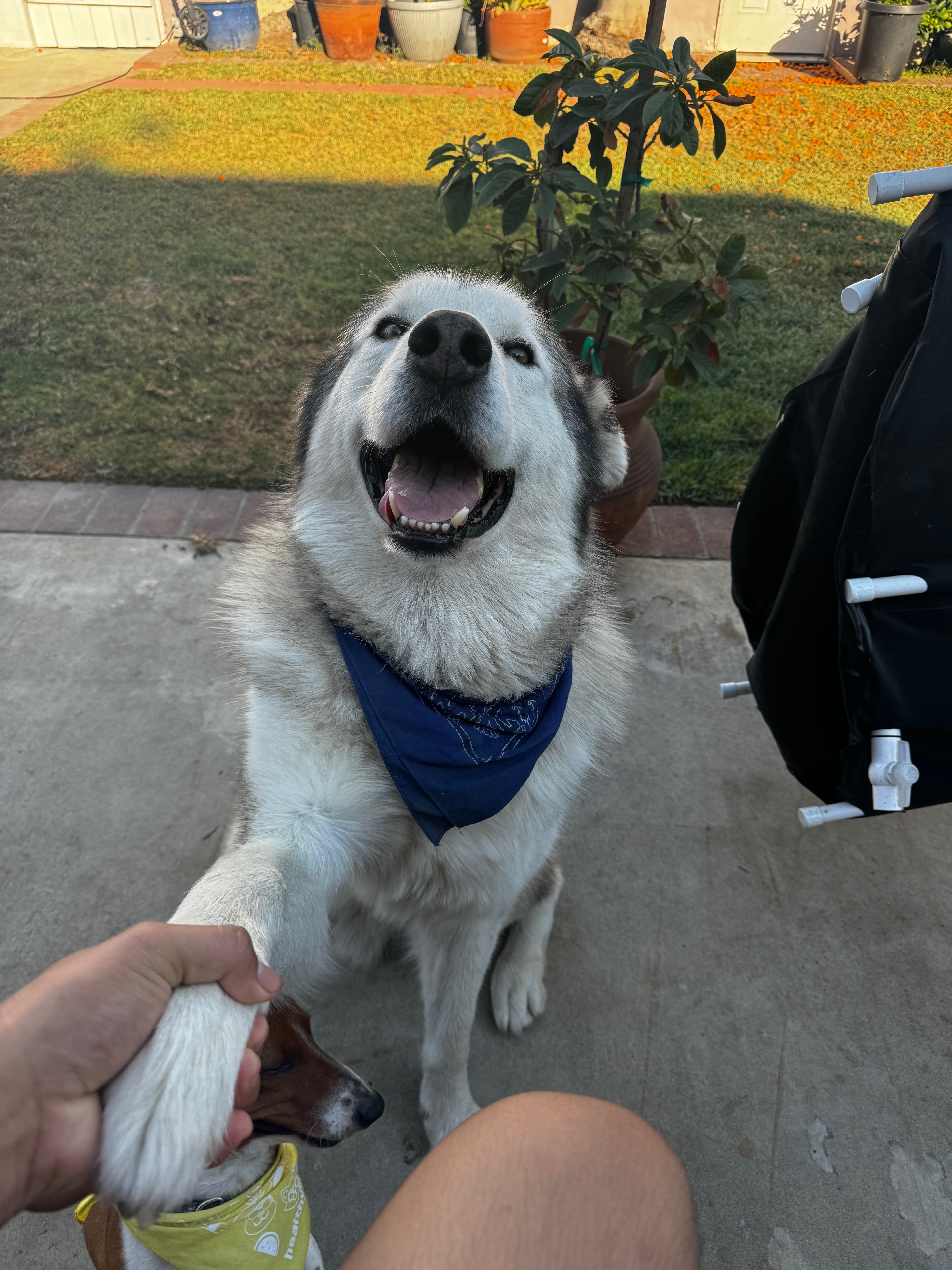 Help Zephyr Get Urgent Vet Care campaign photo, 2 of 5
