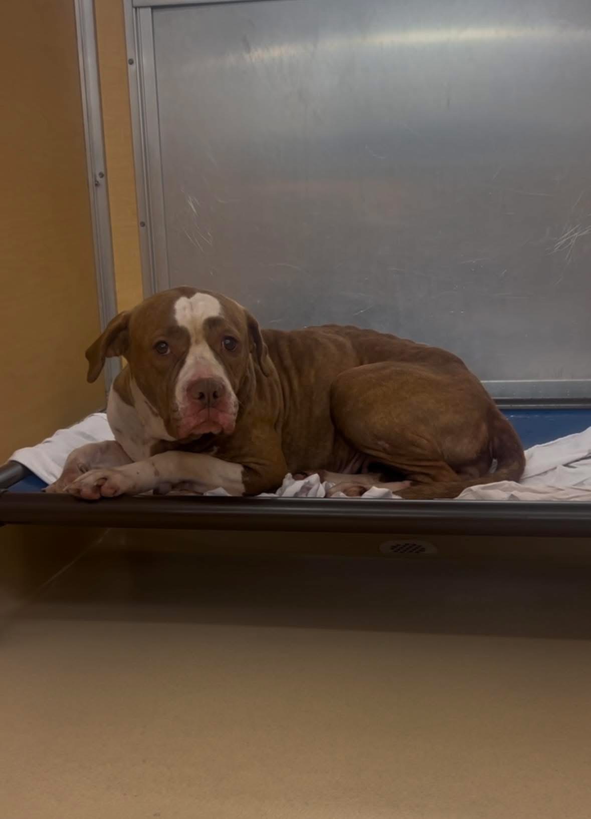 Help Xena Heal and Find a Loving Home campaign photo, 4 of 5