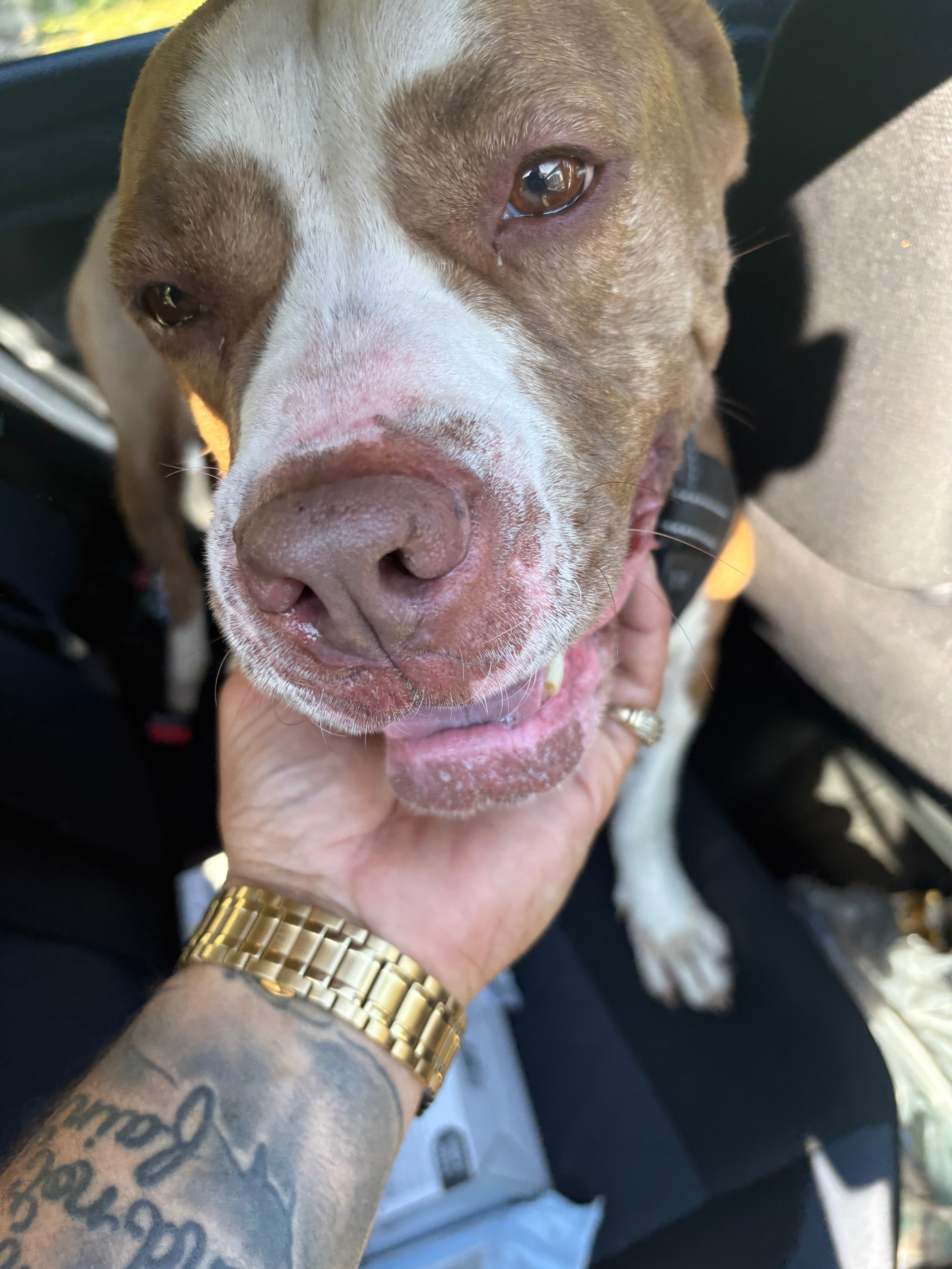 Help Xena Heal and Find a Loving Home campaign photo, 2 of 5