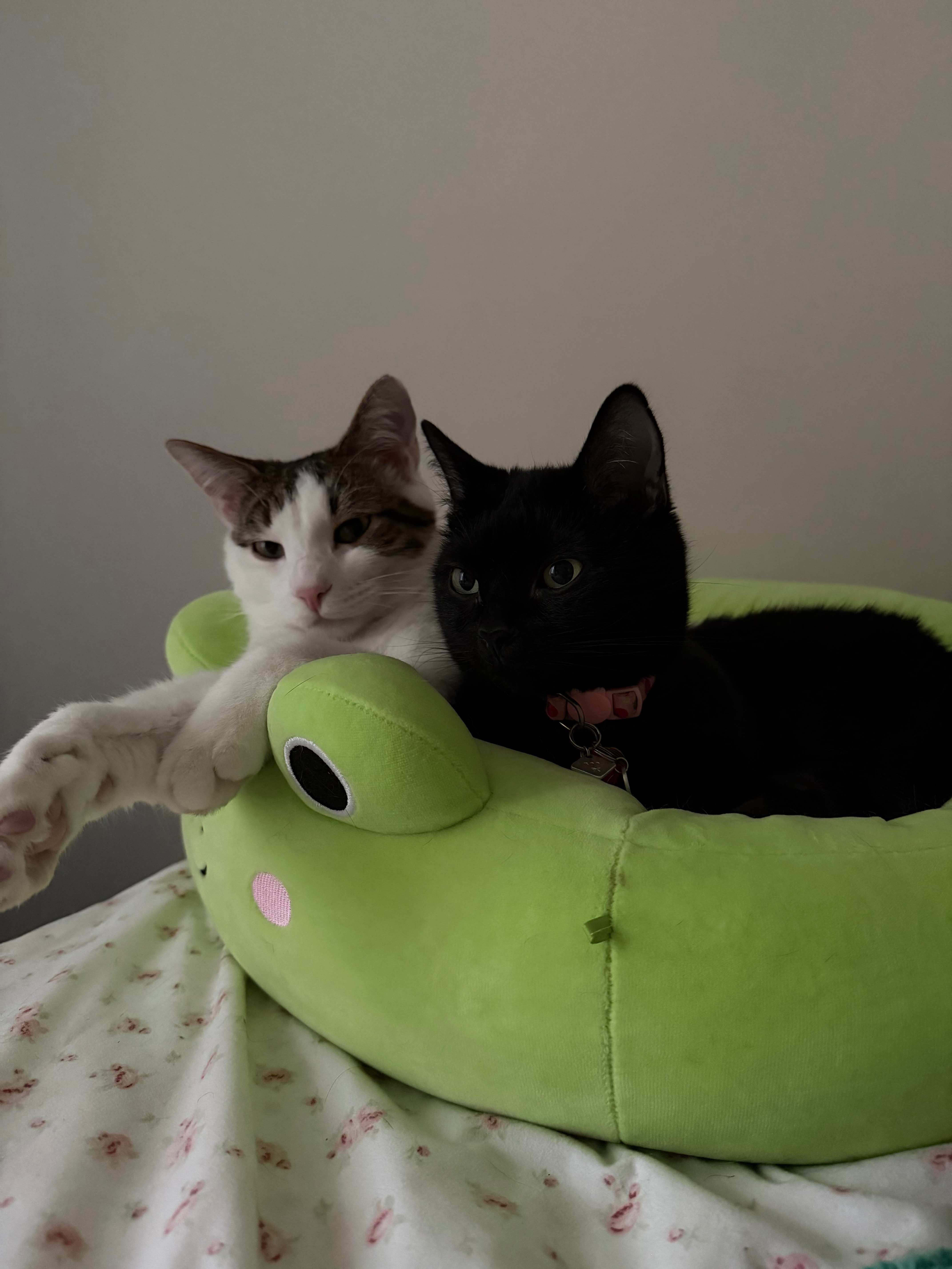 Support for Boo’s Medical Expenses campaign photo, 4 of 8