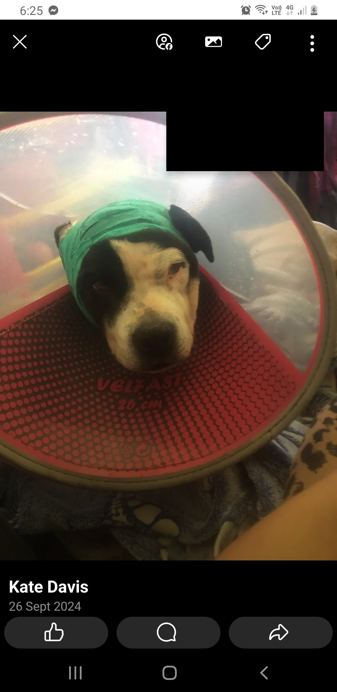 Molly vetbills (11 yr old staffy ) tumour in the ear )helpme campaign photo, 7 of 8