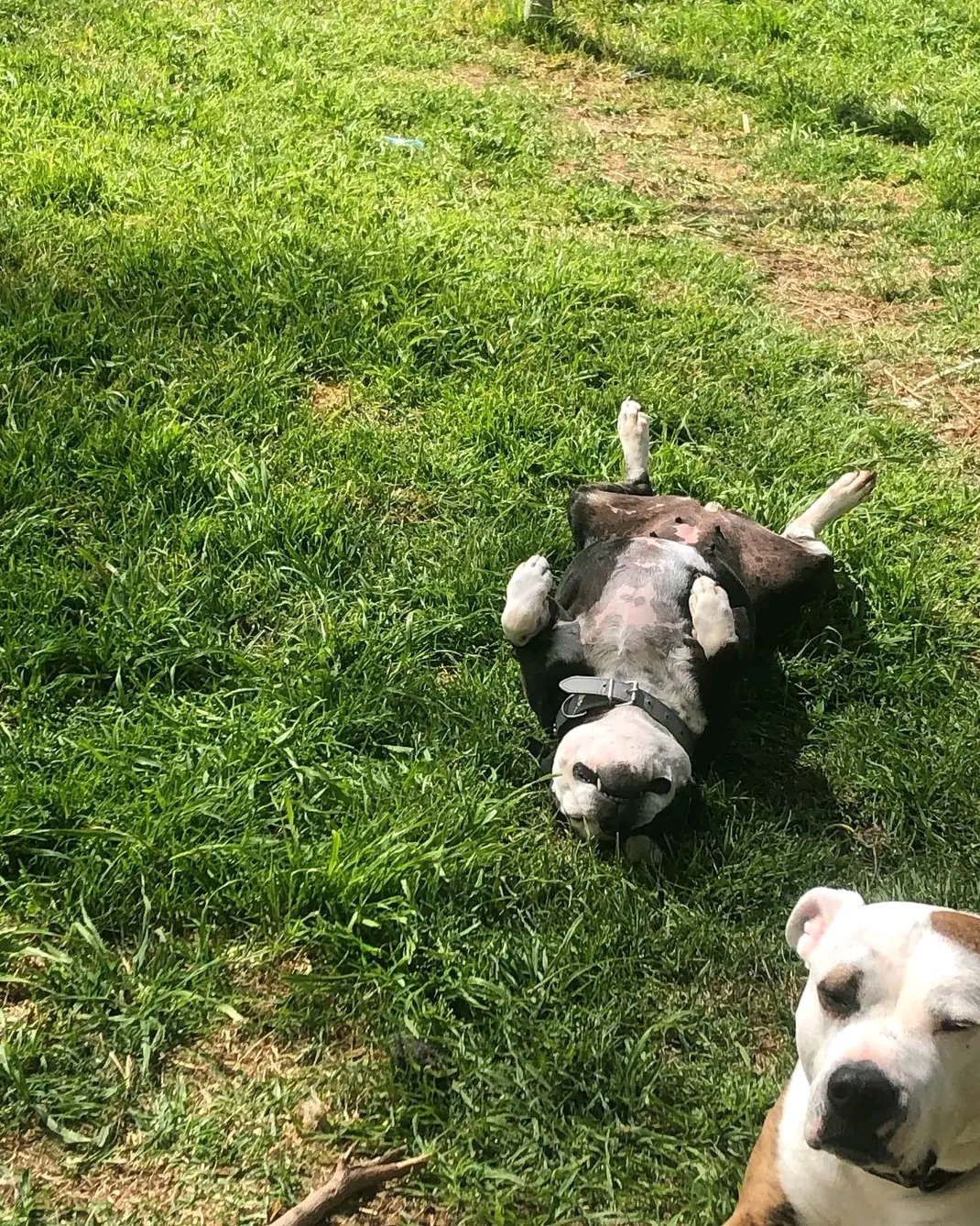 Molly vetbills (11 yr old staffy ) tumour in the ear )helpme campaign photo, 4 of 8