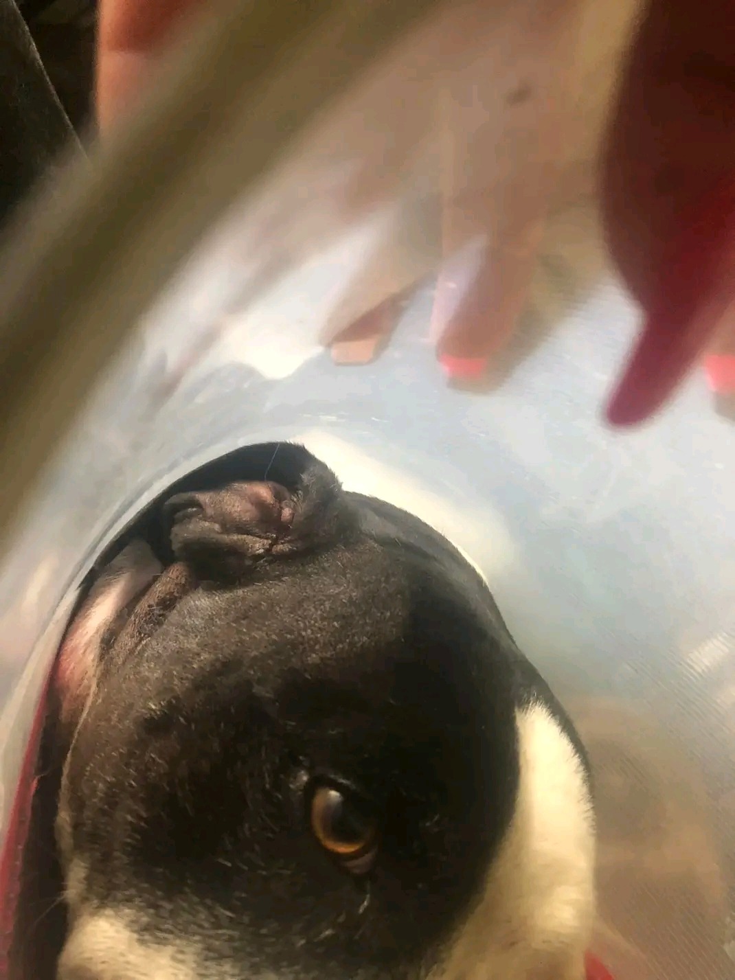 Molly vetbills (11 yr old staffy ) tumour in the ear )helpme campaign photo, 5 of 8