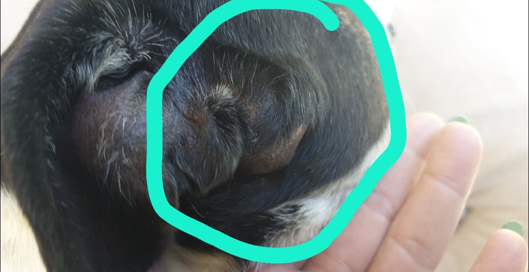 Molly vetbills (11 yr old staffy ) tumour in the ear )helpme campaign photo, 6 of 8