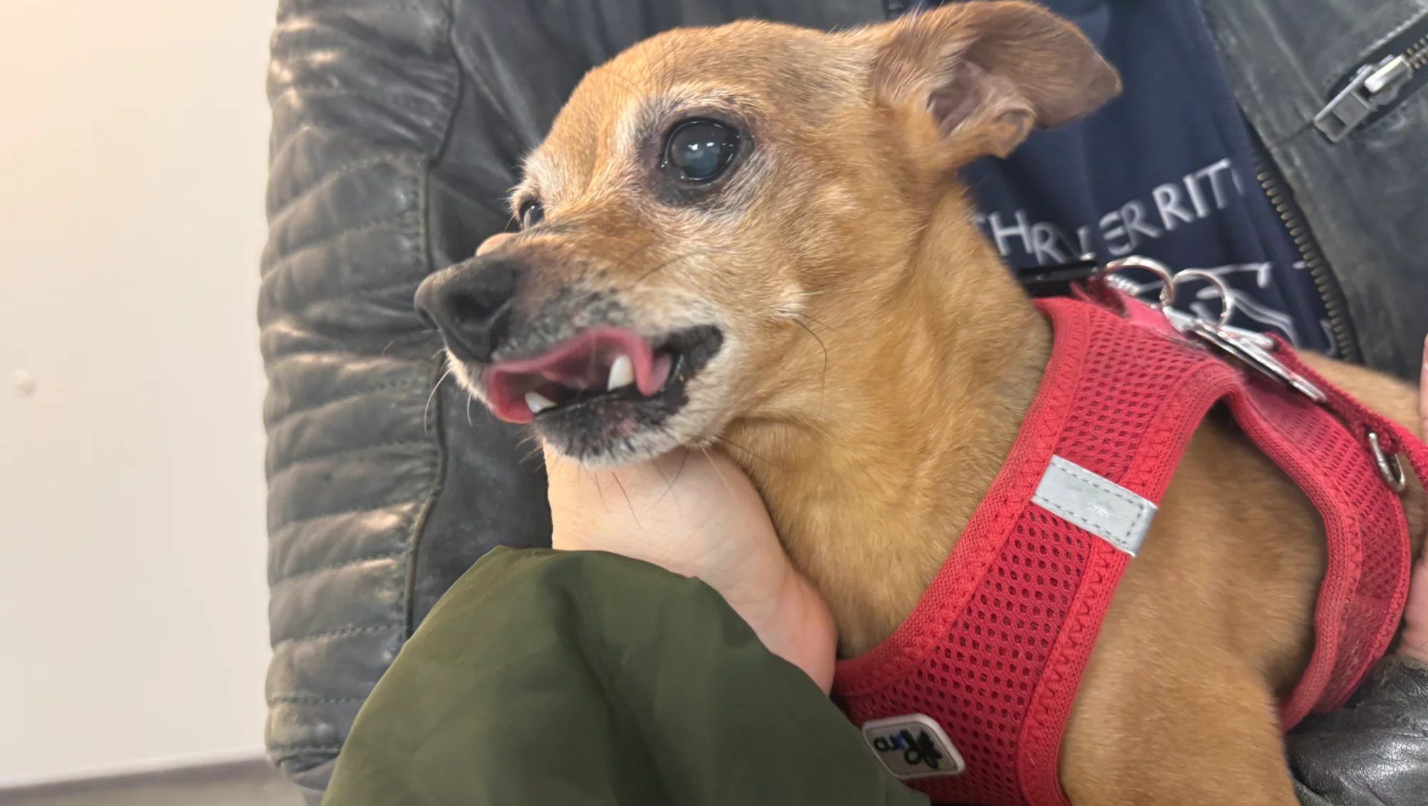 Milo - ein kleiner Riese und Kämpfer braucht euch