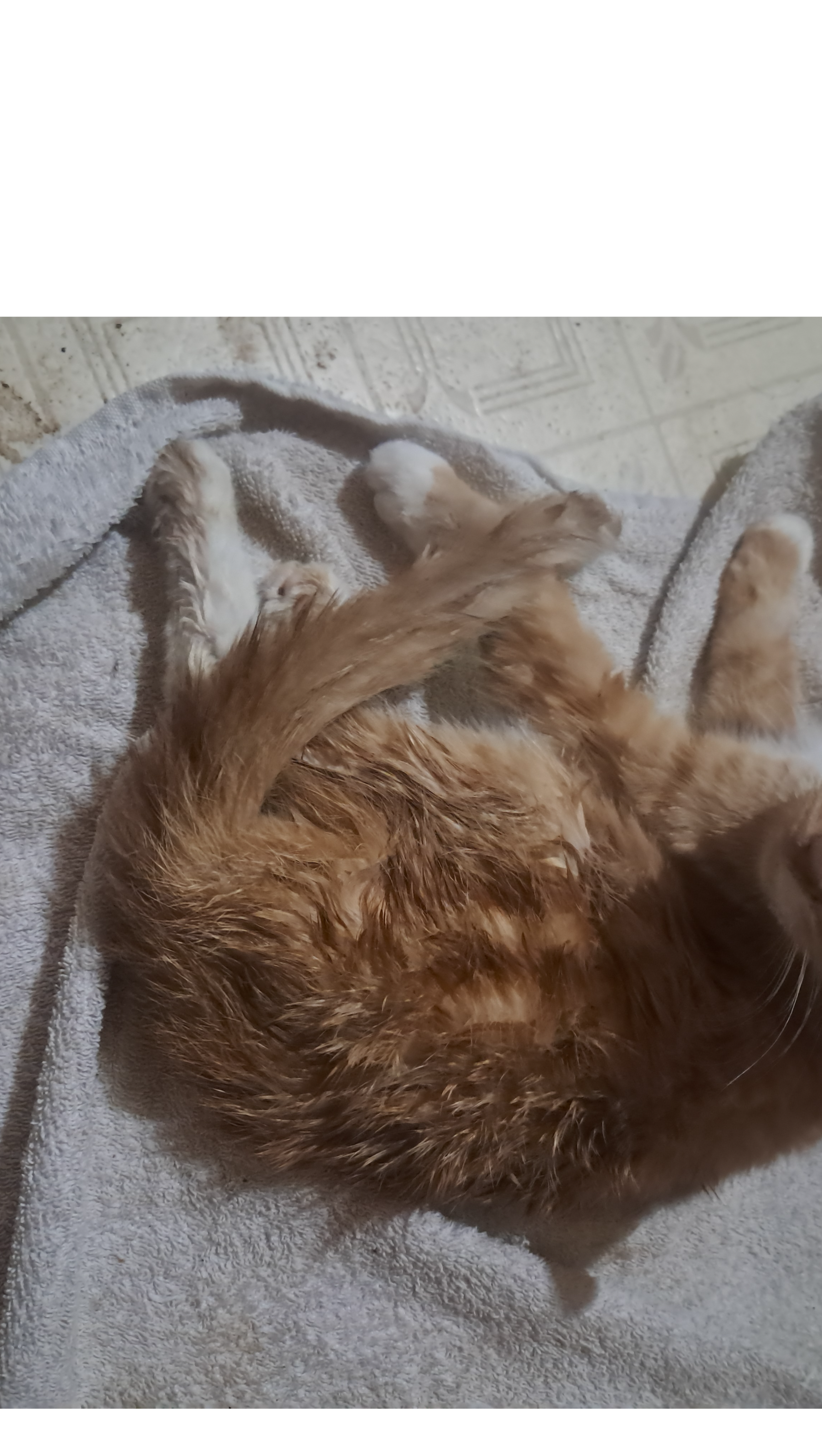 Help Cuddles Walk Again photo