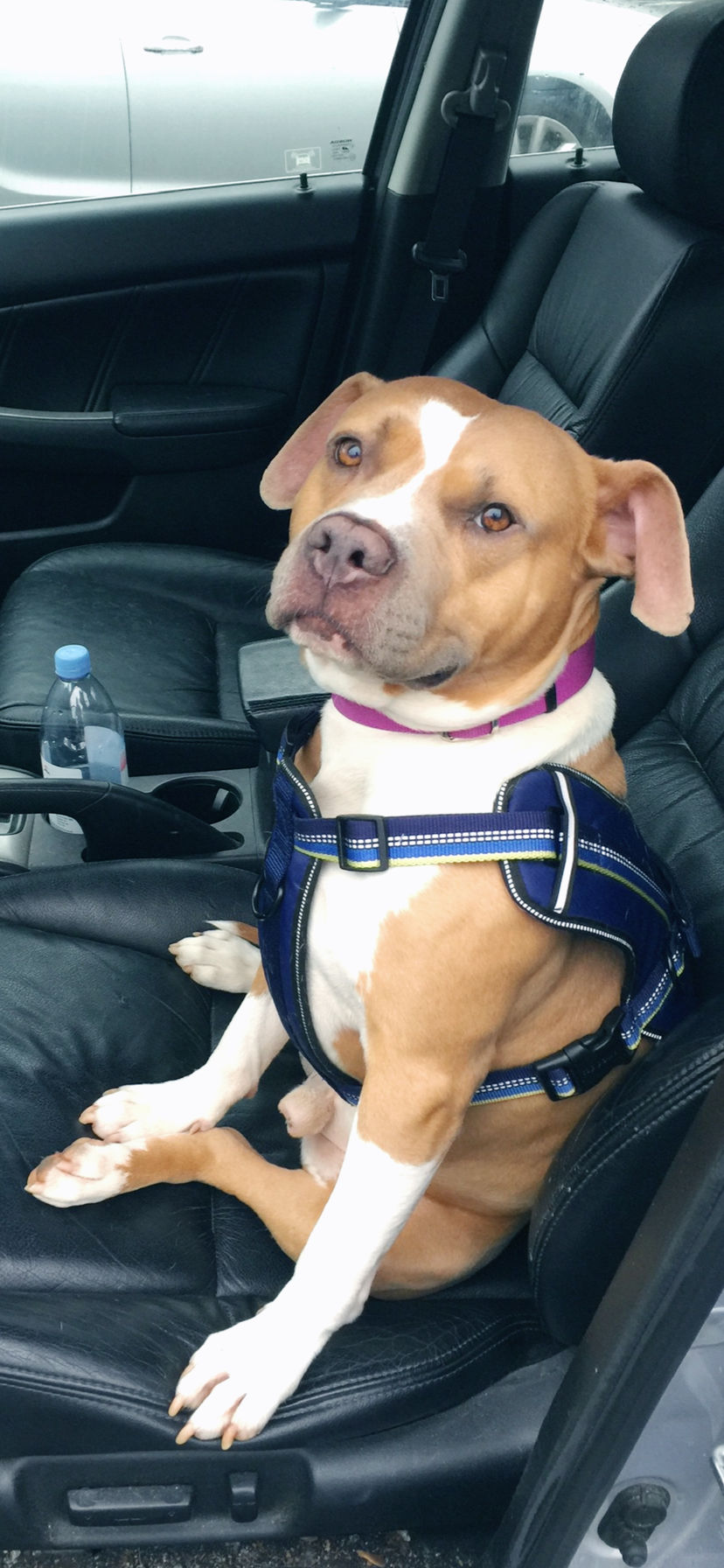 Help Buddy Get Life-Saving Vet Care campaign photo, 5 of 6