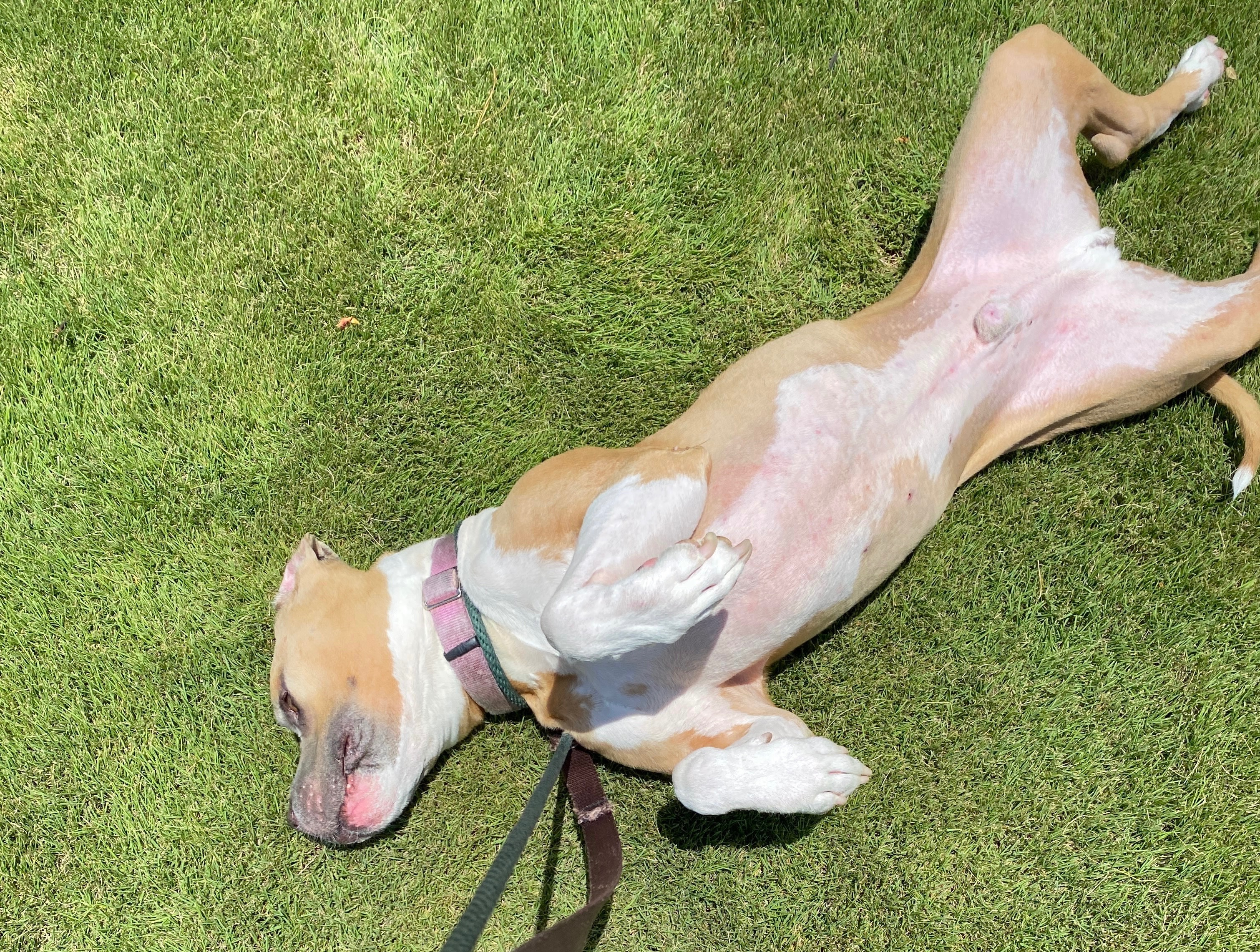 Help Buddy Get Life-Saving Vet Care campaign photo, 2 of 6