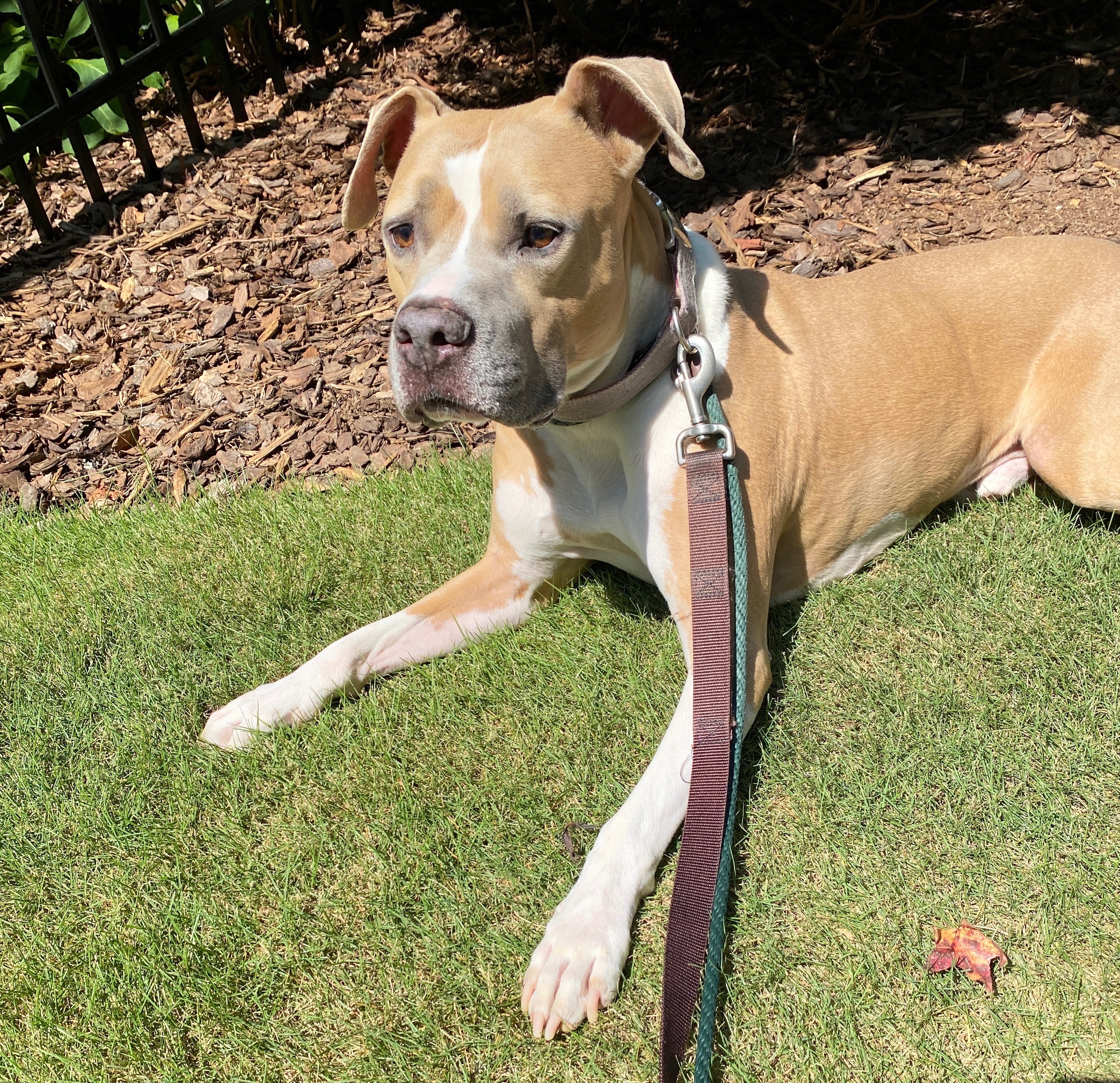 Help Buddy Get Life-Saving Vet Care campaign photo, 4 of 6