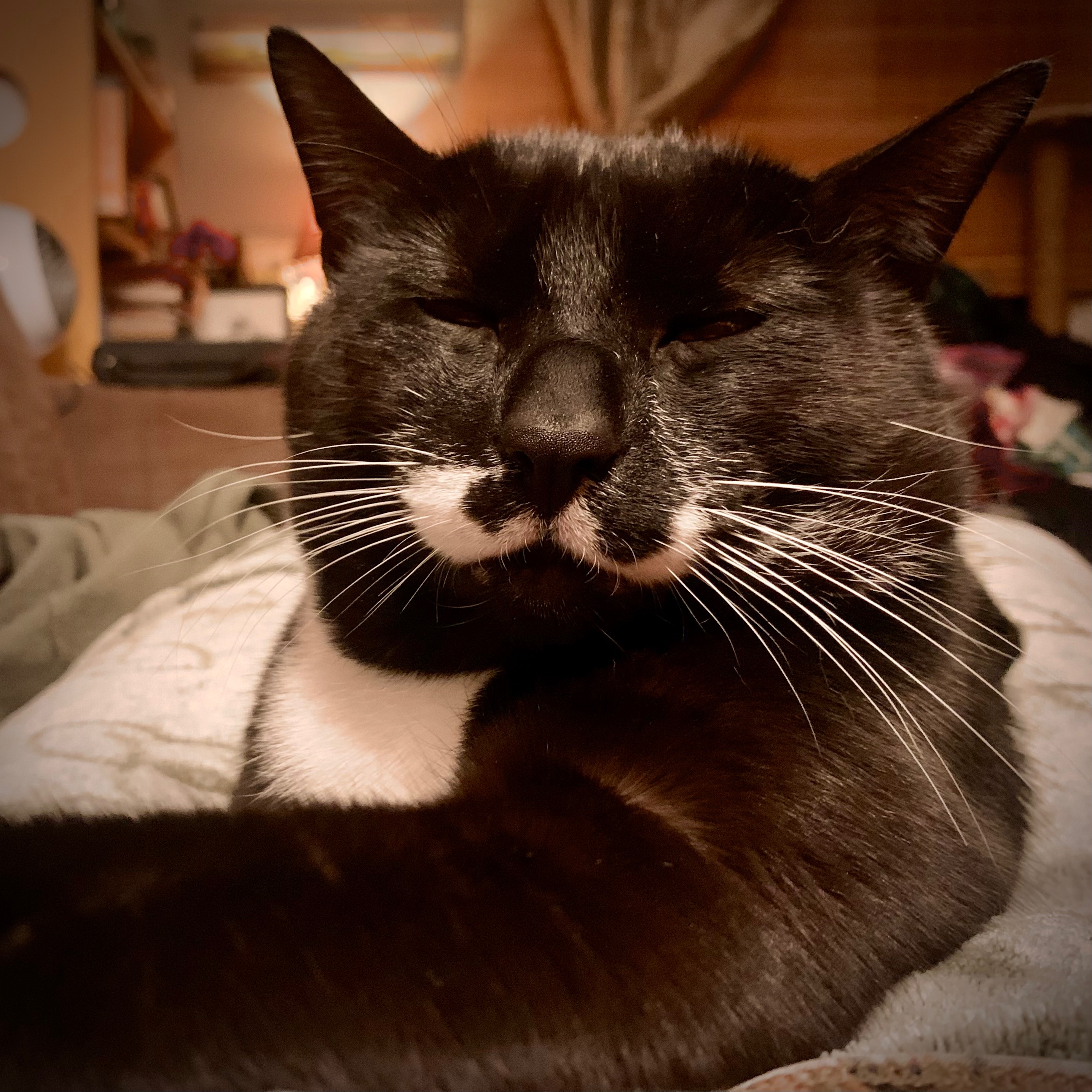 Stanley Needs Urgent Help for Life-Saving Treatment campaign photo, 5 of 8