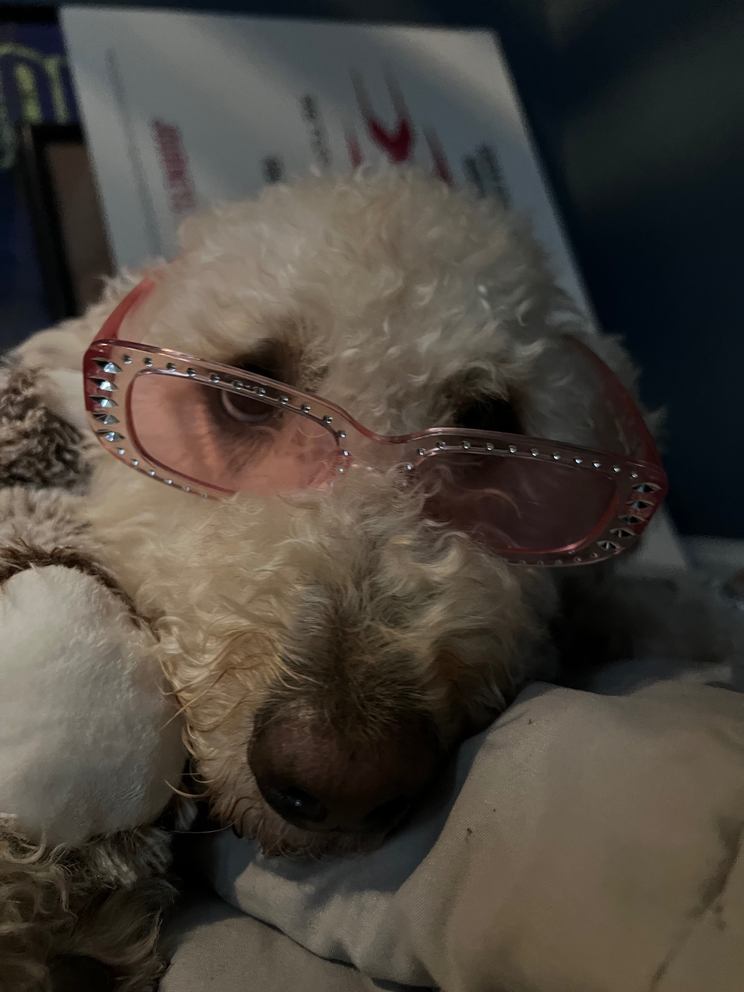 Hope and Healing for Sweet Sasha’s Recovery campaign photo, 2 of 8