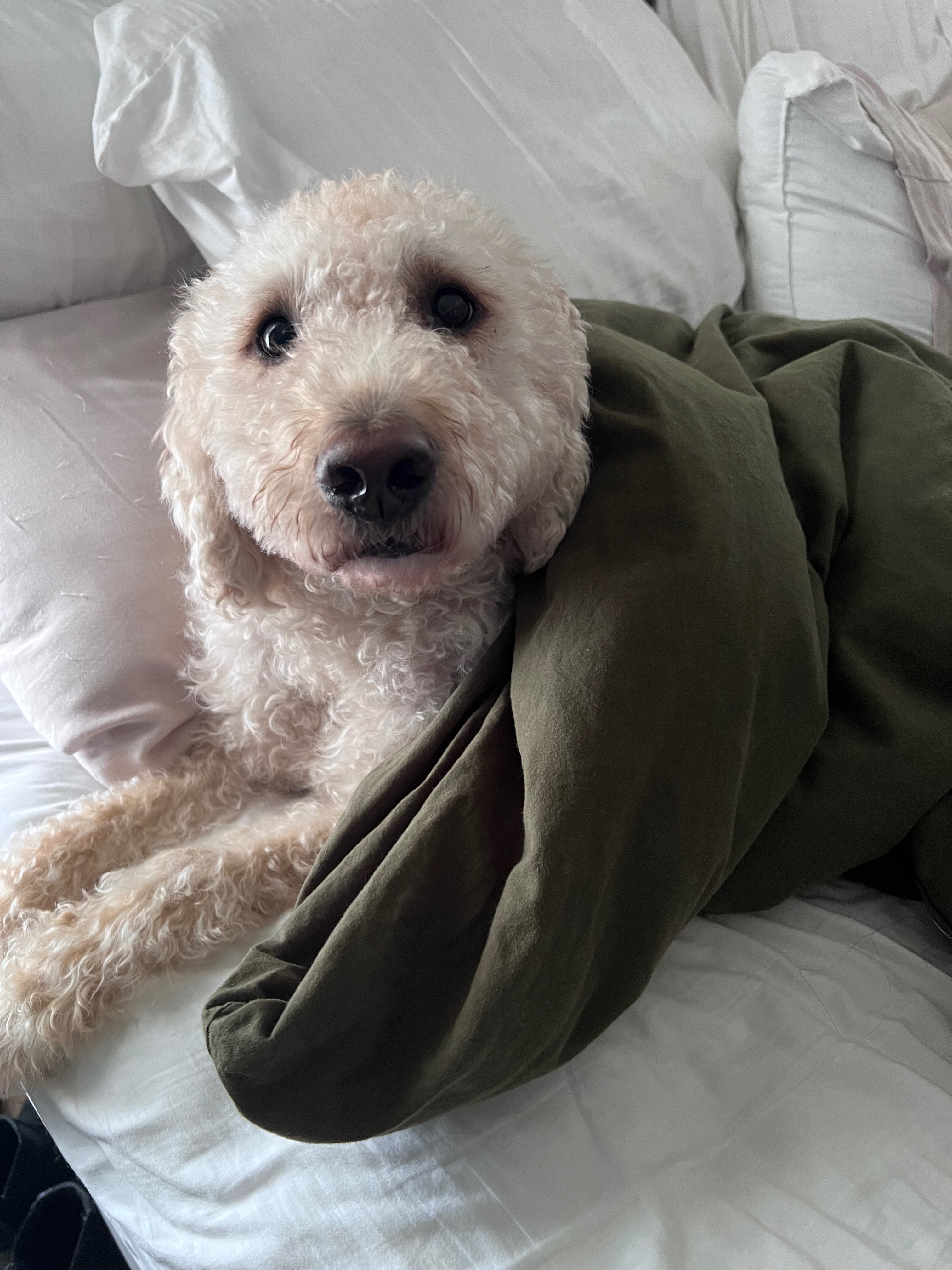 Hope and Healing for Sweet Sasha’s Recovery campaign photo, 5 of 8