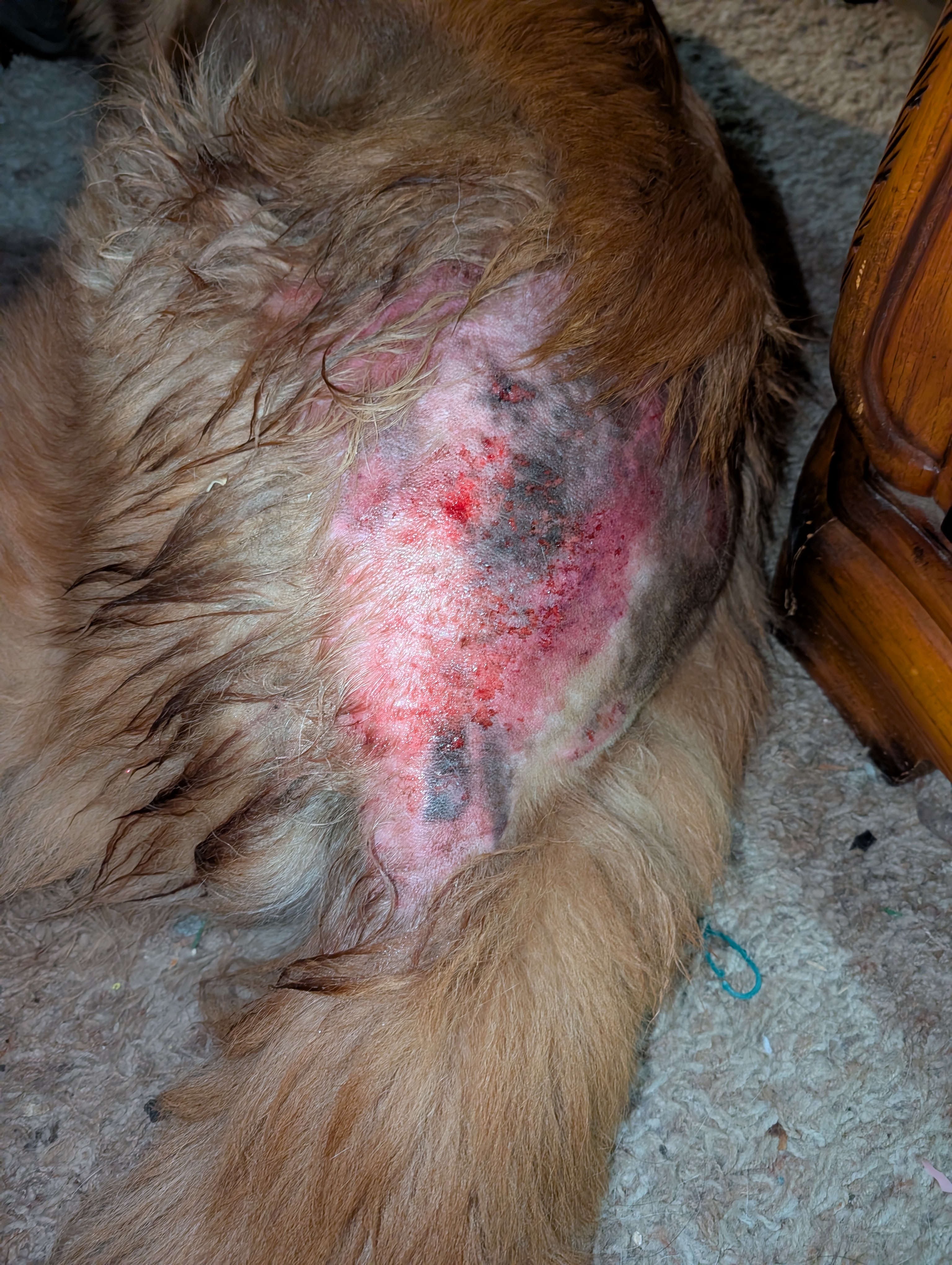 Help Pharaoh get to the vet campaign photo, 6 of 8