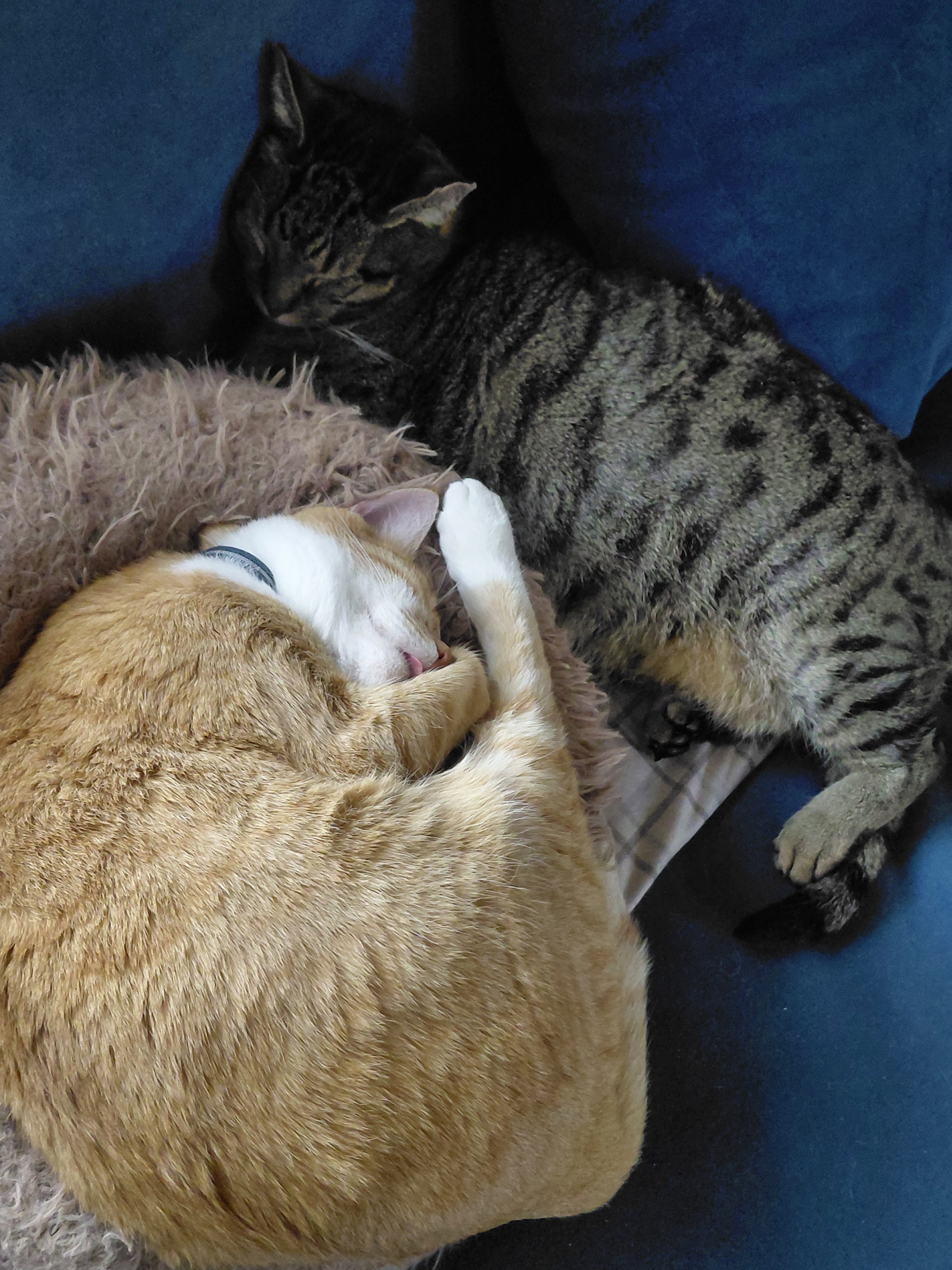 Kitty Care for tough times campaign photo, 6 of 7