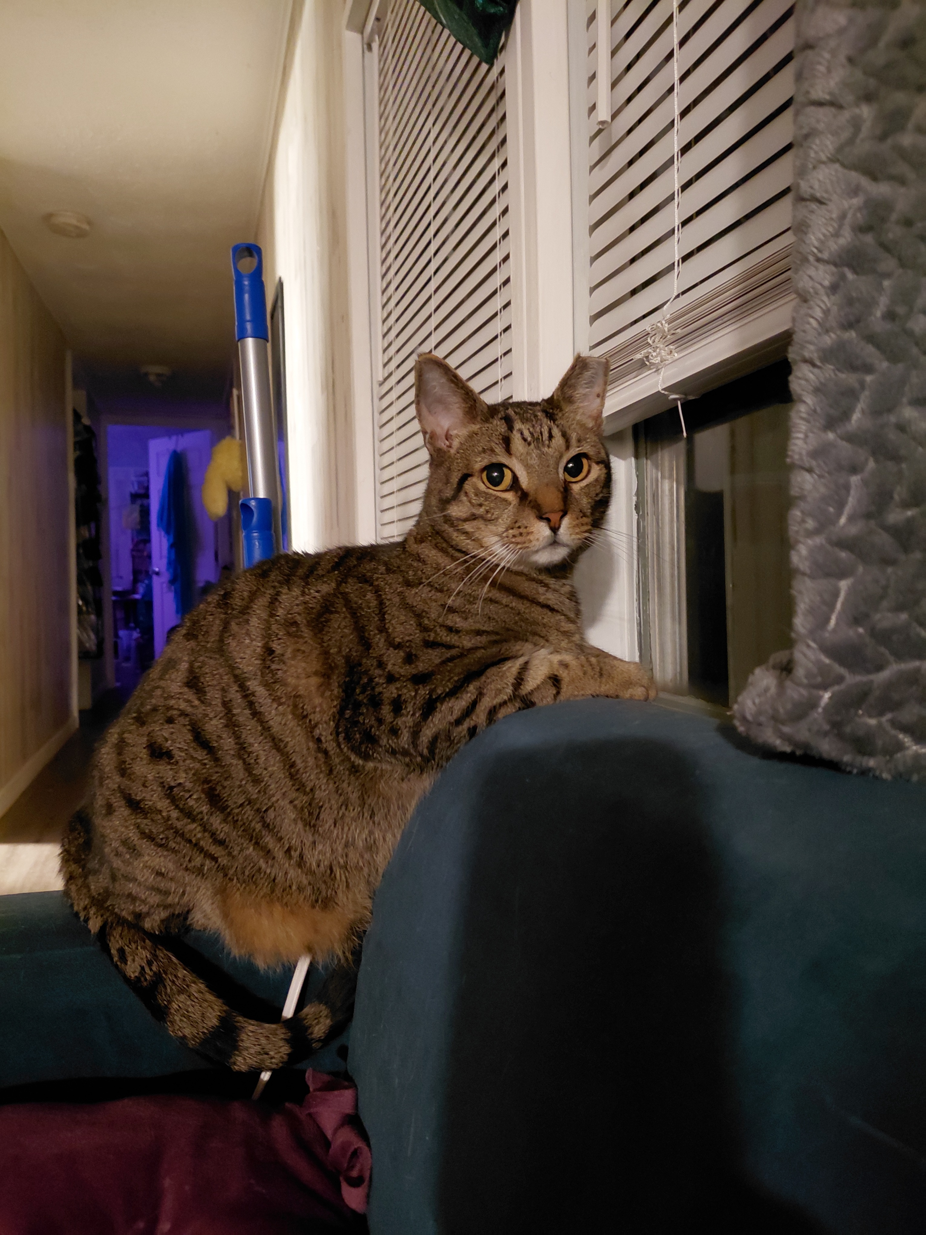 Kitty Care for tough times campaign photo, 2 of 7