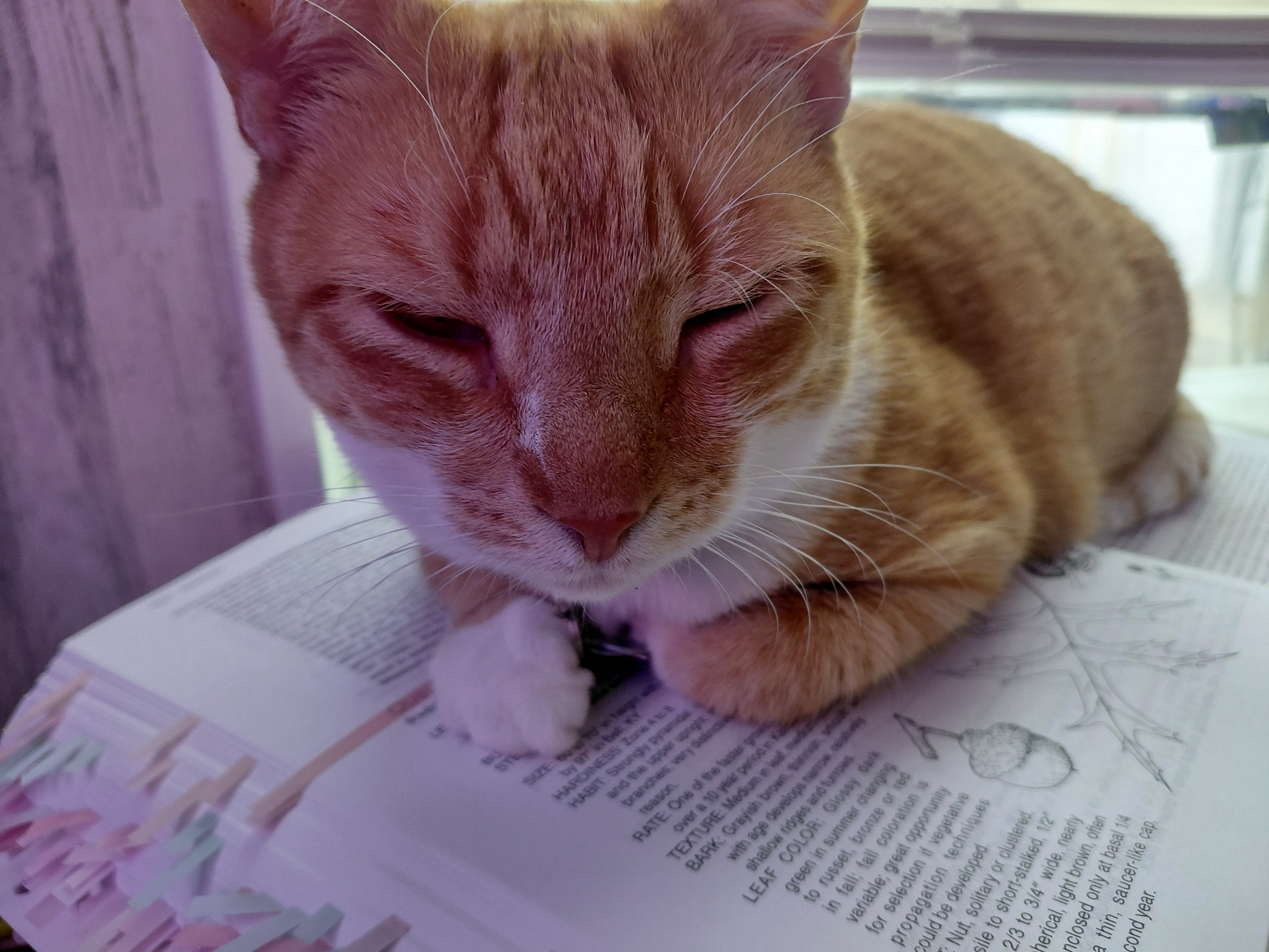Kitty Care for tough times campaign photo, 4 of 7