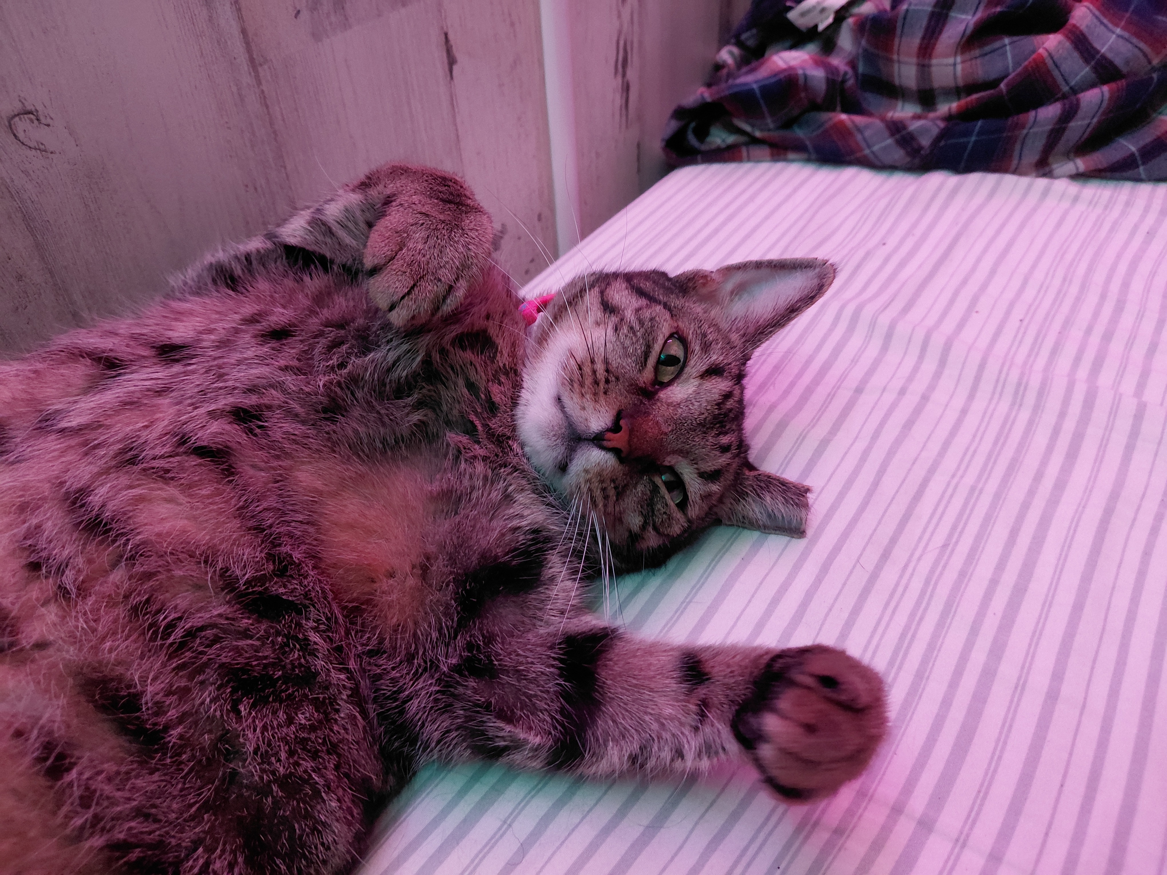 Kitty Care for tough times campaign photo, 5 of 7
