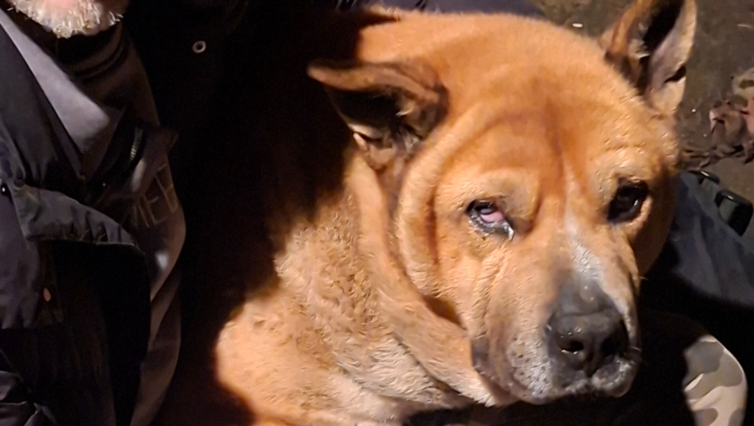 Golden Bully – medische zorg en herstel photo