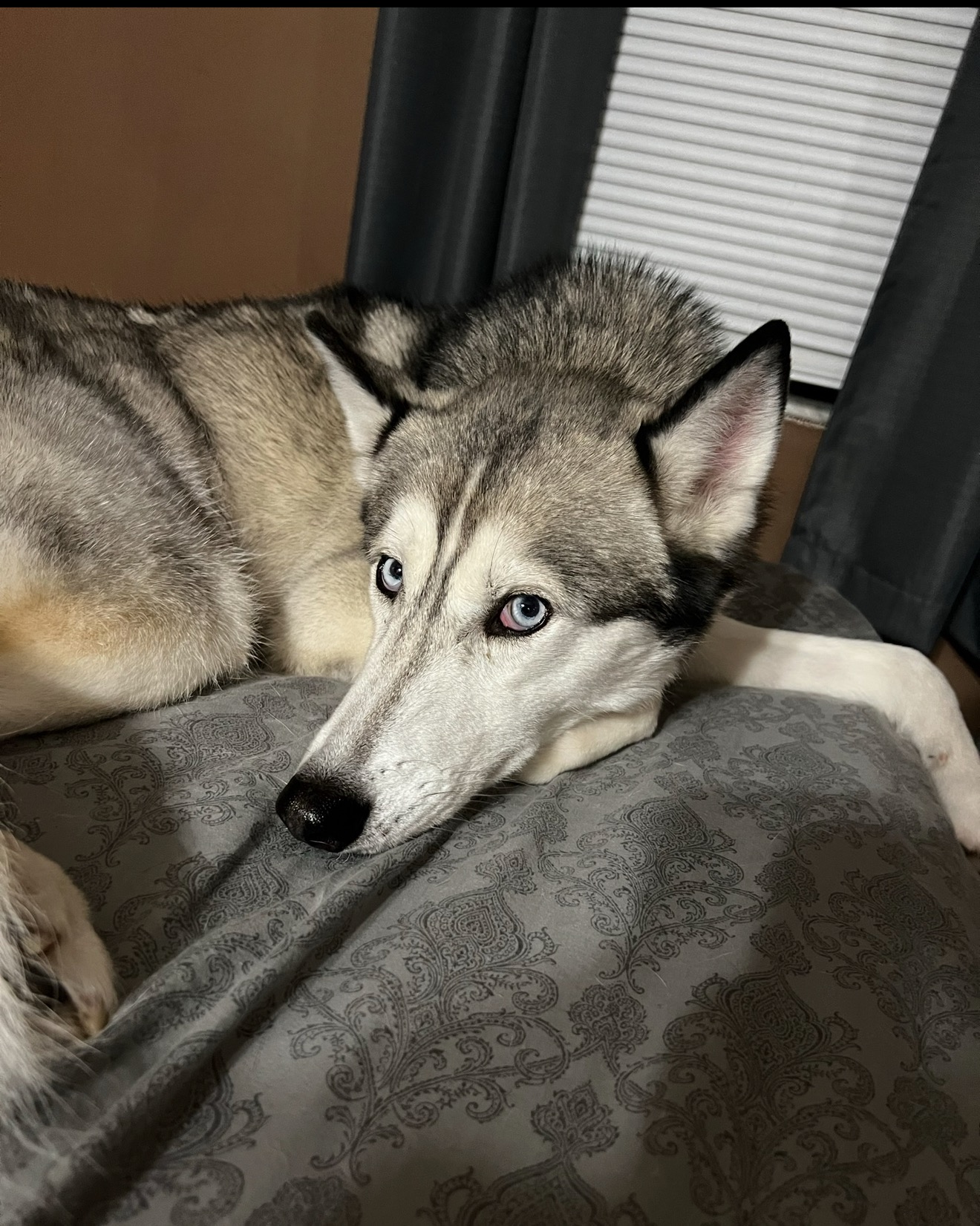 Help Save Brody After a Brutal Dog Attack campaign photo, 2 of 3