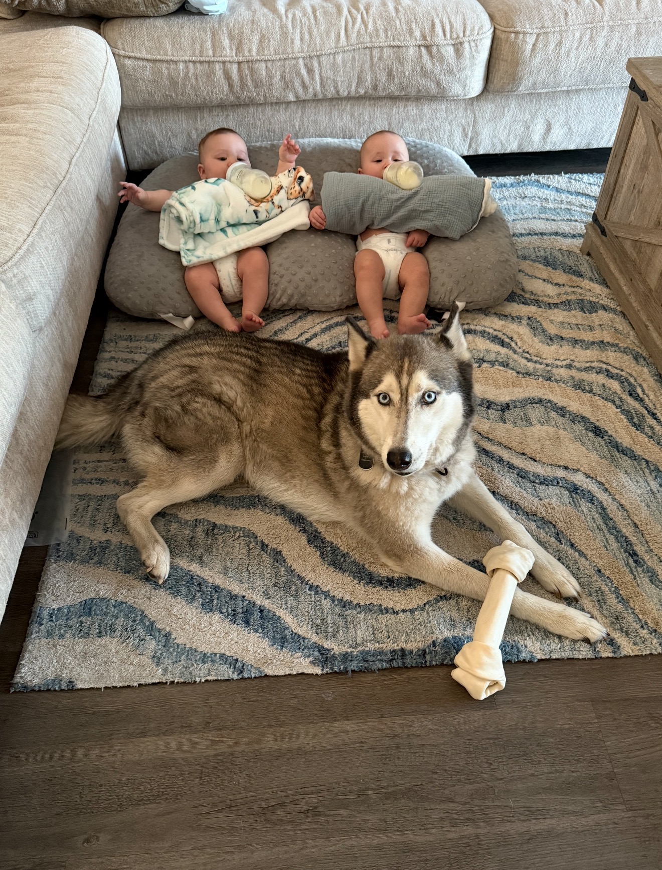 Help Save Brody After a Brutal Dog Attack campaign photo, 1 of 3