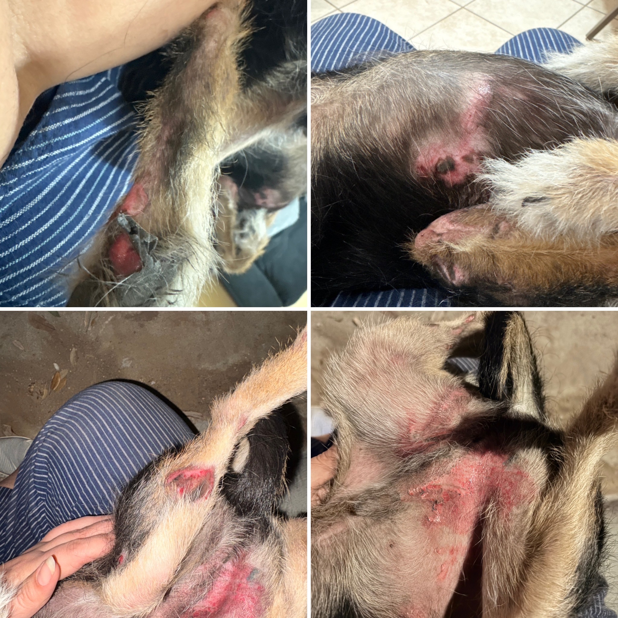 Help Bigotes Heal After Firework Burns campaign photo, 5 of 6