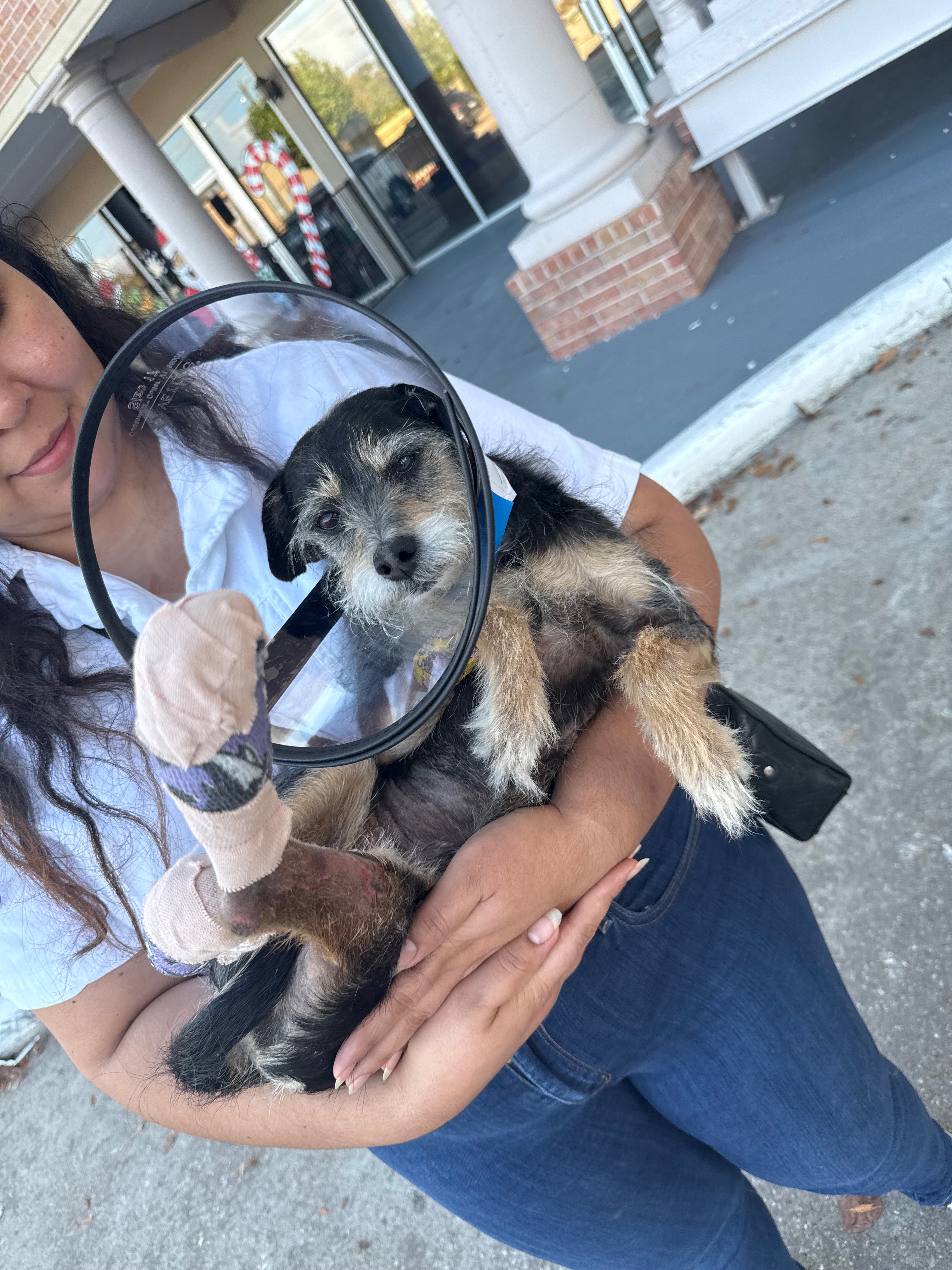 Help Bigotes Heal After Firework Burns campaign photo, 2 of 6
