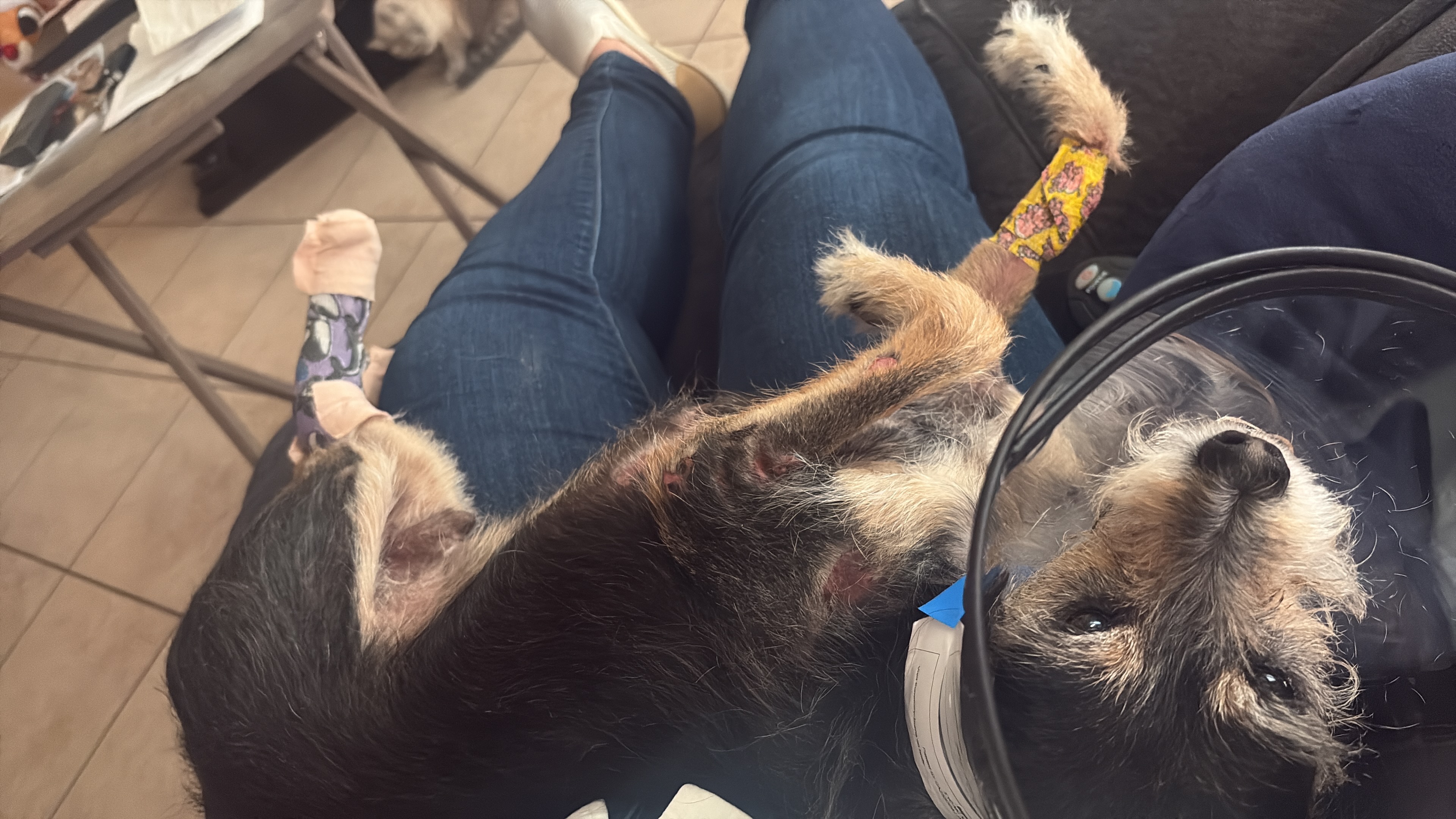 Help Bigotes Heal After Firework Burns campaign photo, 4 of 6