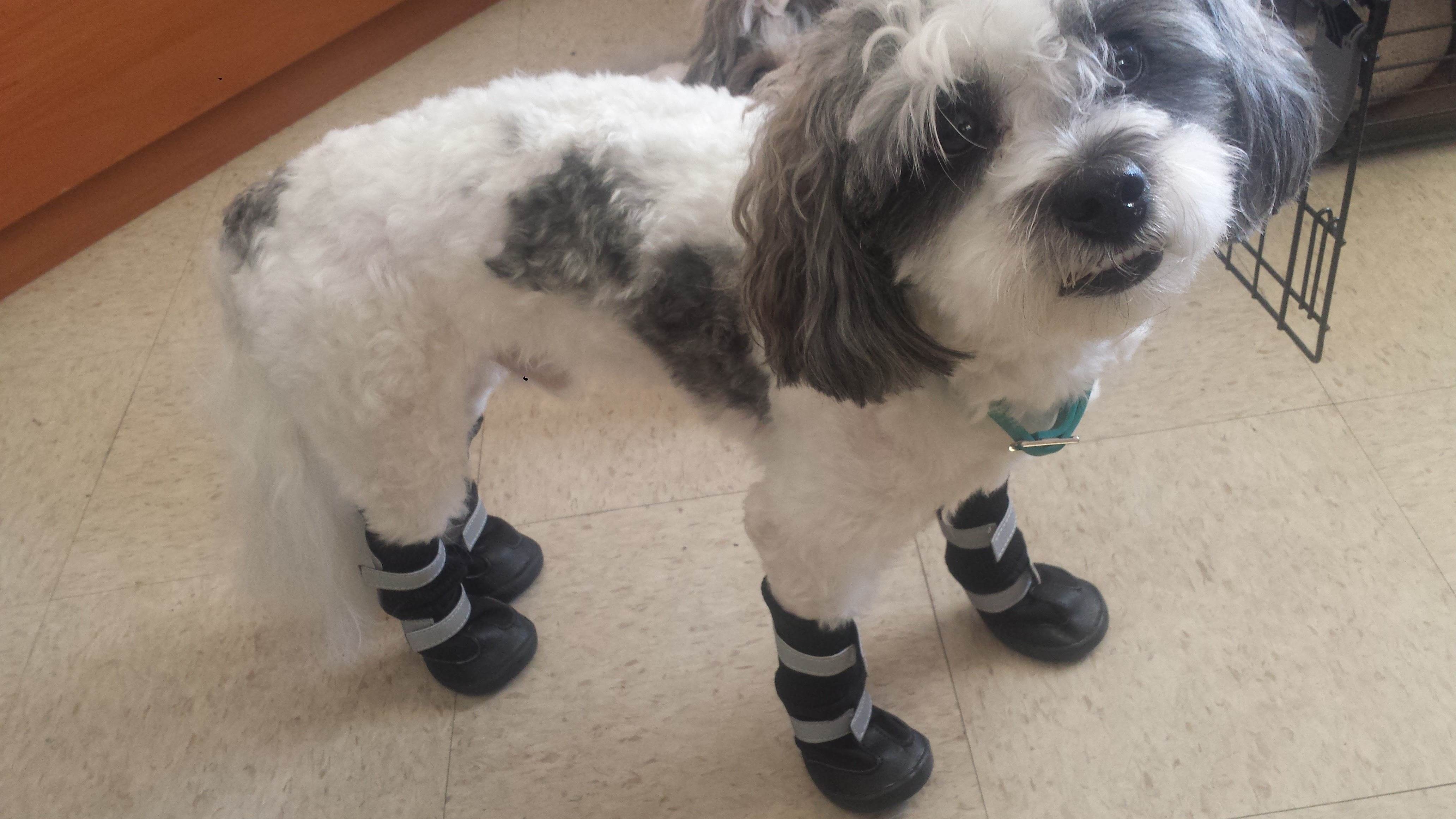 Help Bandit Get Life-Saving Surgery campaign photo, 6 of 7