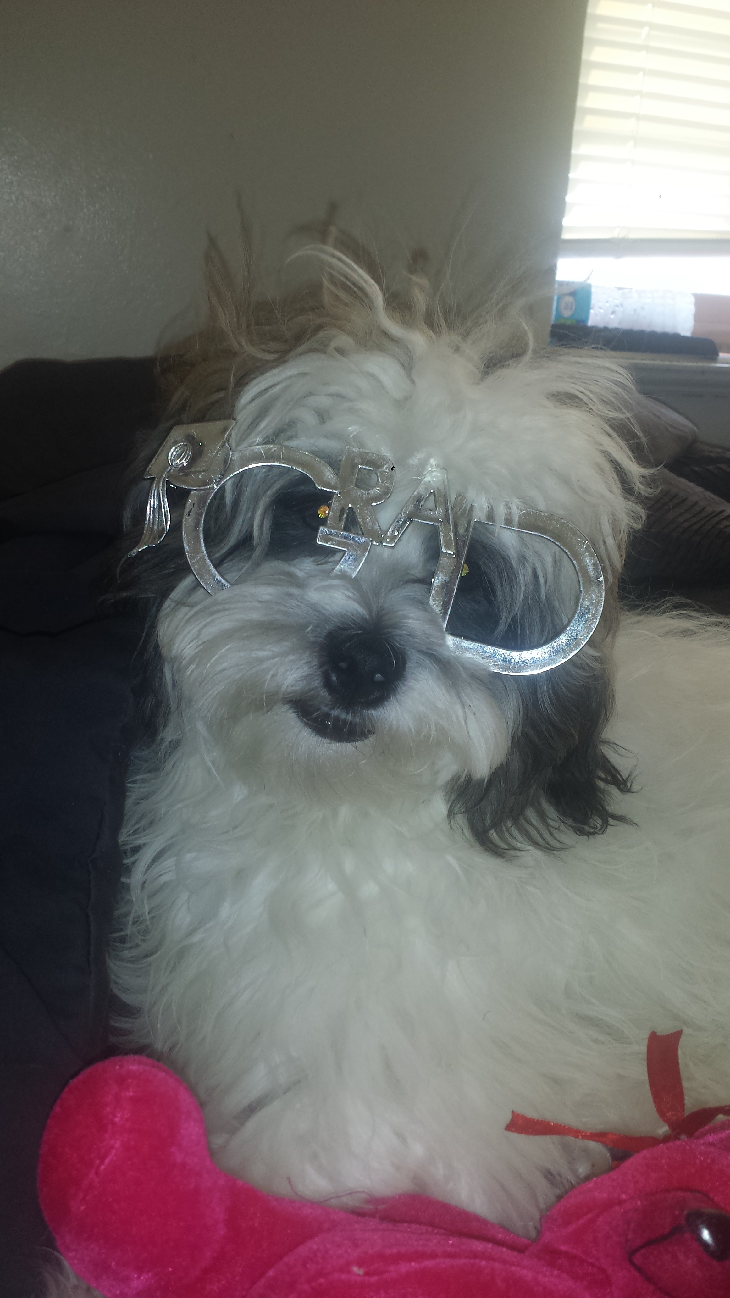 Help Bandit Get Life-Saving Surgery campaign photo, 4 of 7