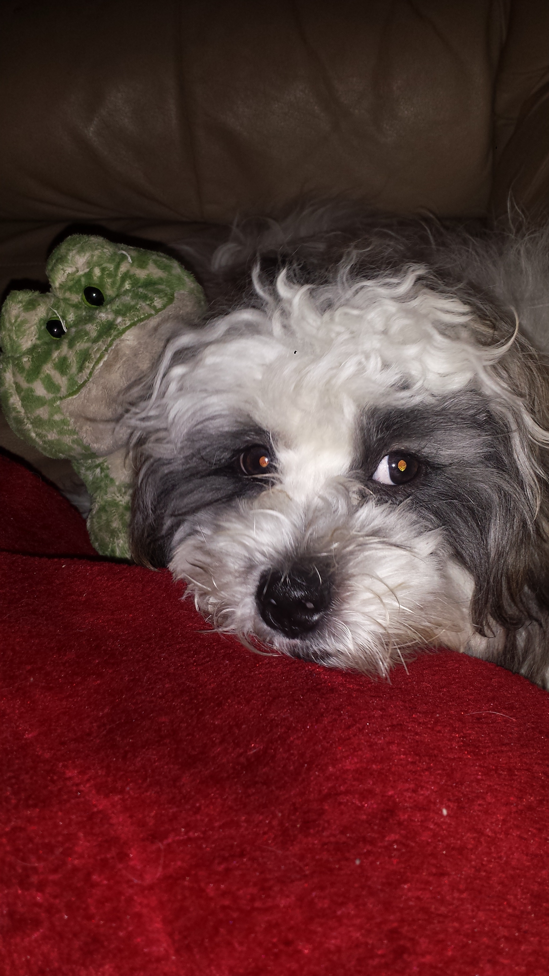 Help Bandit Get Life-Saving Surgery campaign photo, 5 of 7