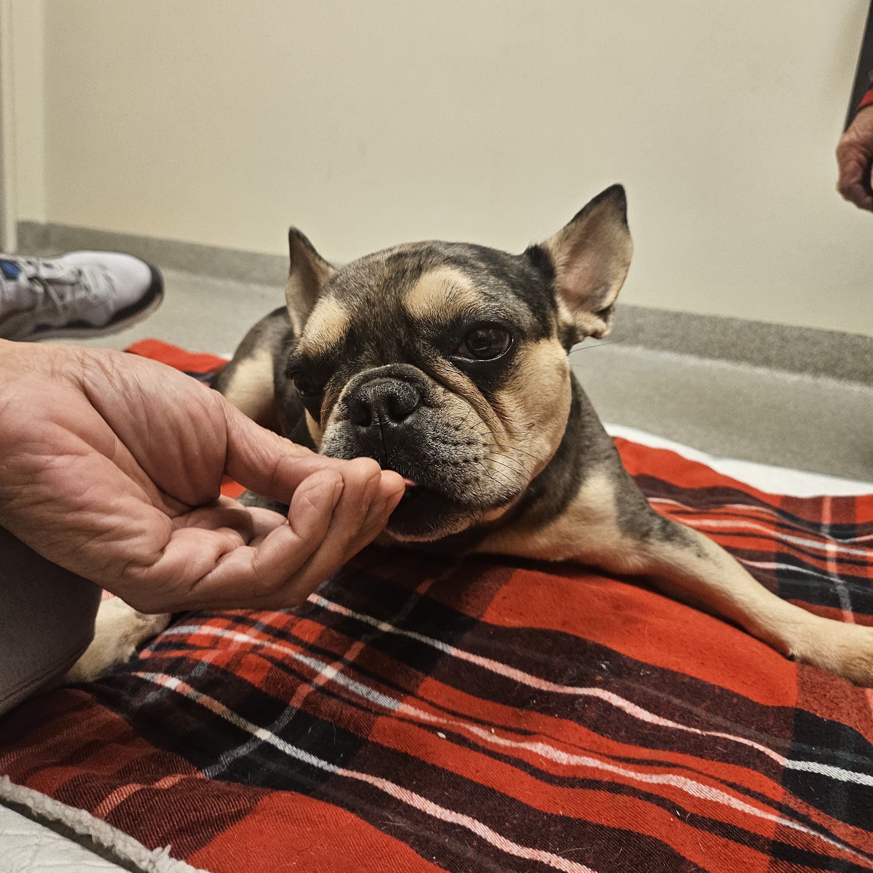 Help Rocky Walk Again: Urgent IVDD Surgery campaign photo, 4 of 8