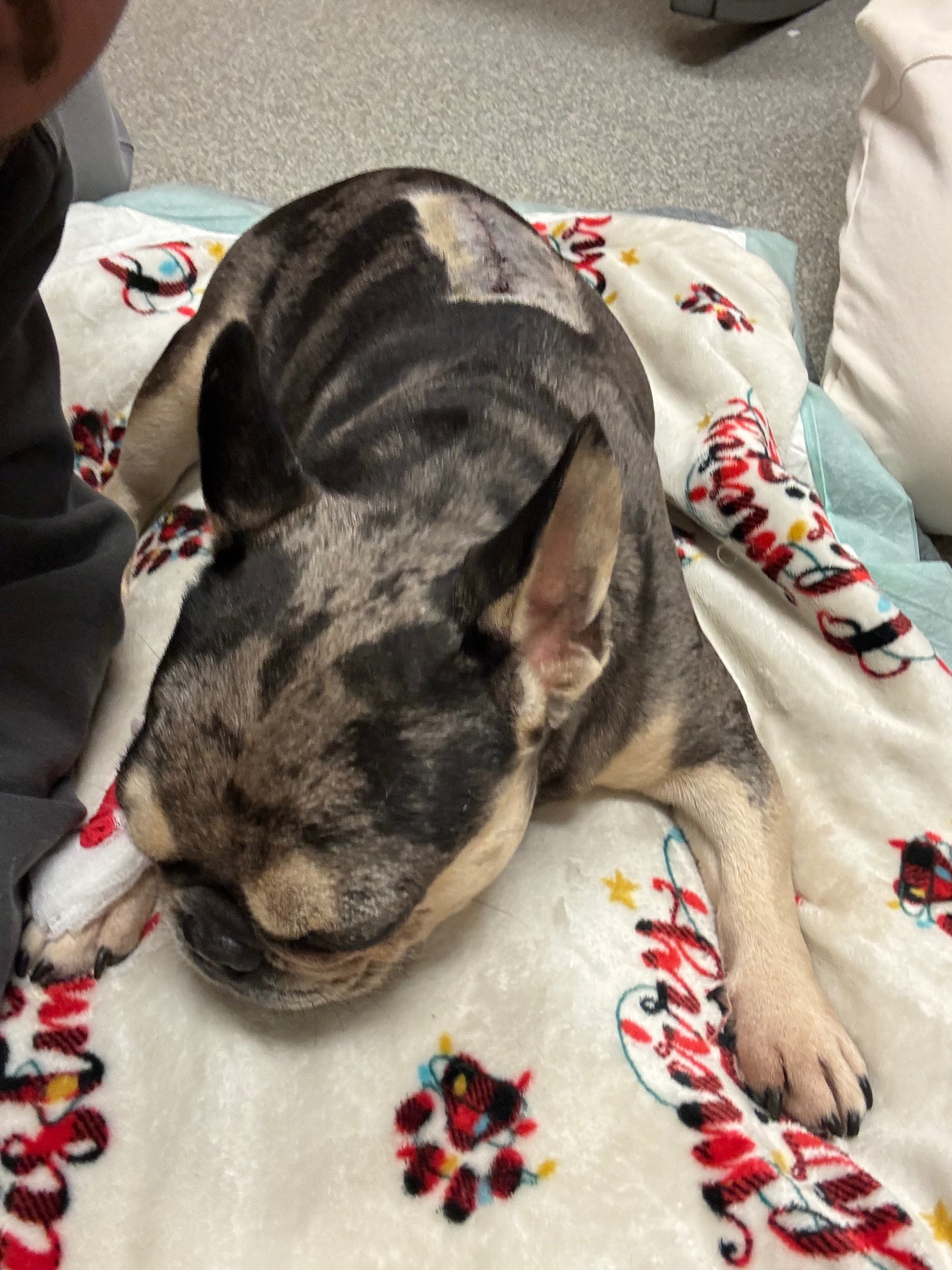 Help Rocky Walk Again: Urgent IVDD Surgery campaign photo, 5 of 8