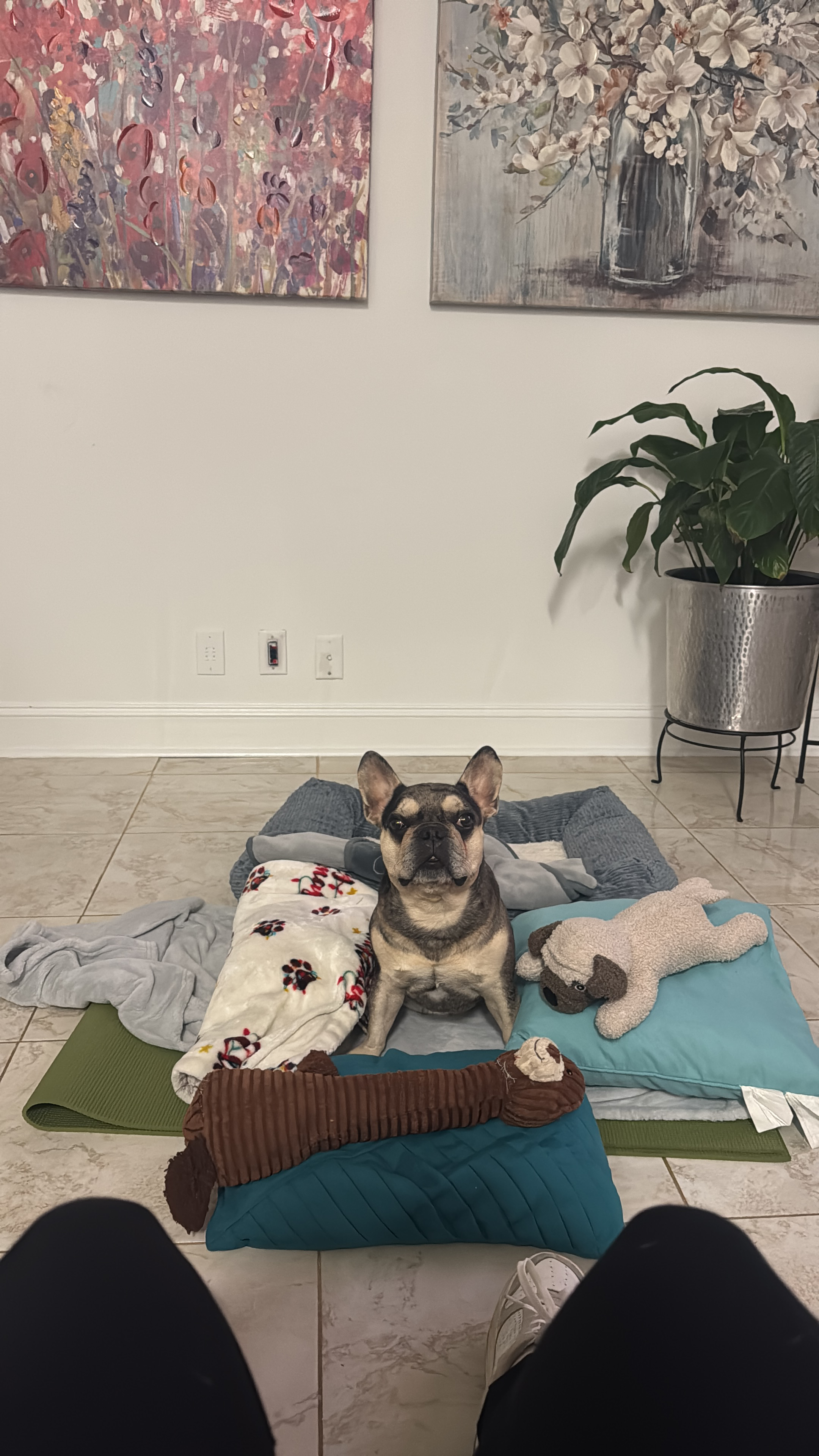 Help Rocky Walk Again: Urgent IVDD Surgery campaign photo, 6 of 8