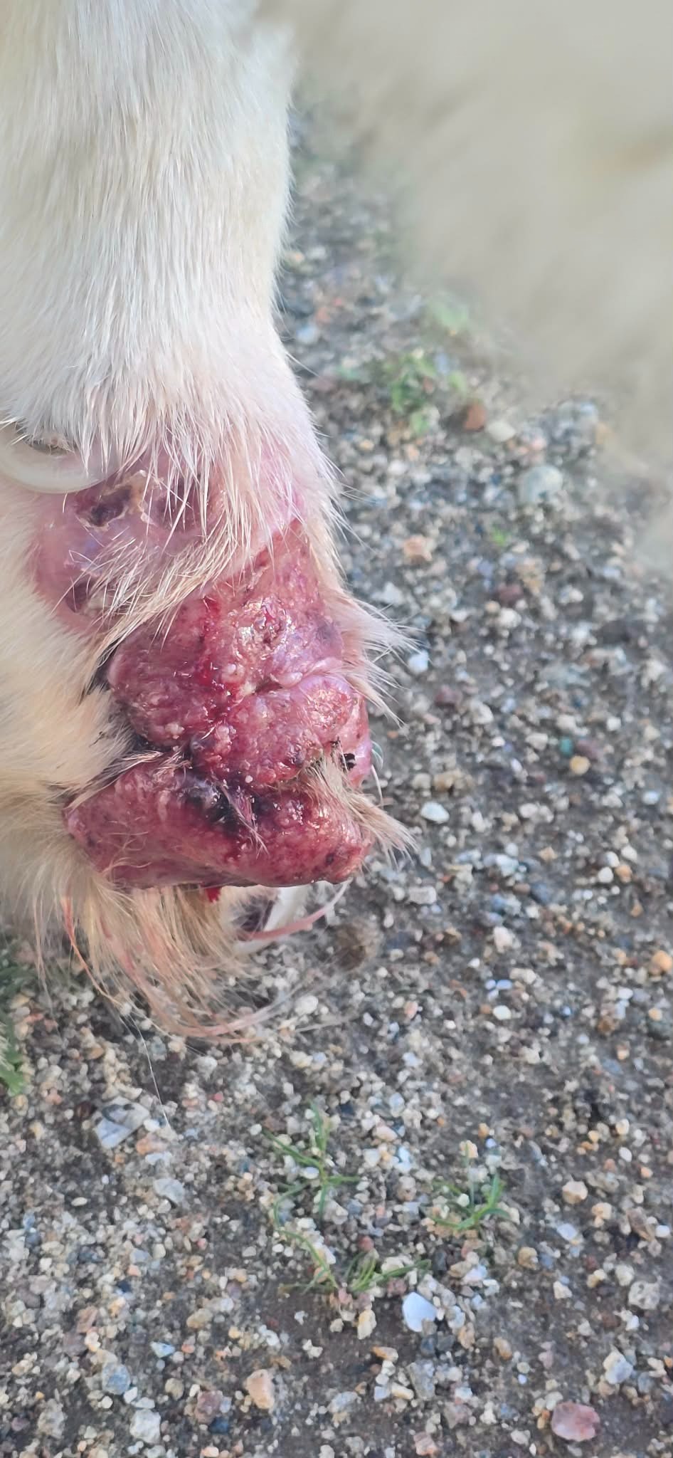 Help This Rescued Pup Get Urgent Medical Care campaign photo, 6 of 7