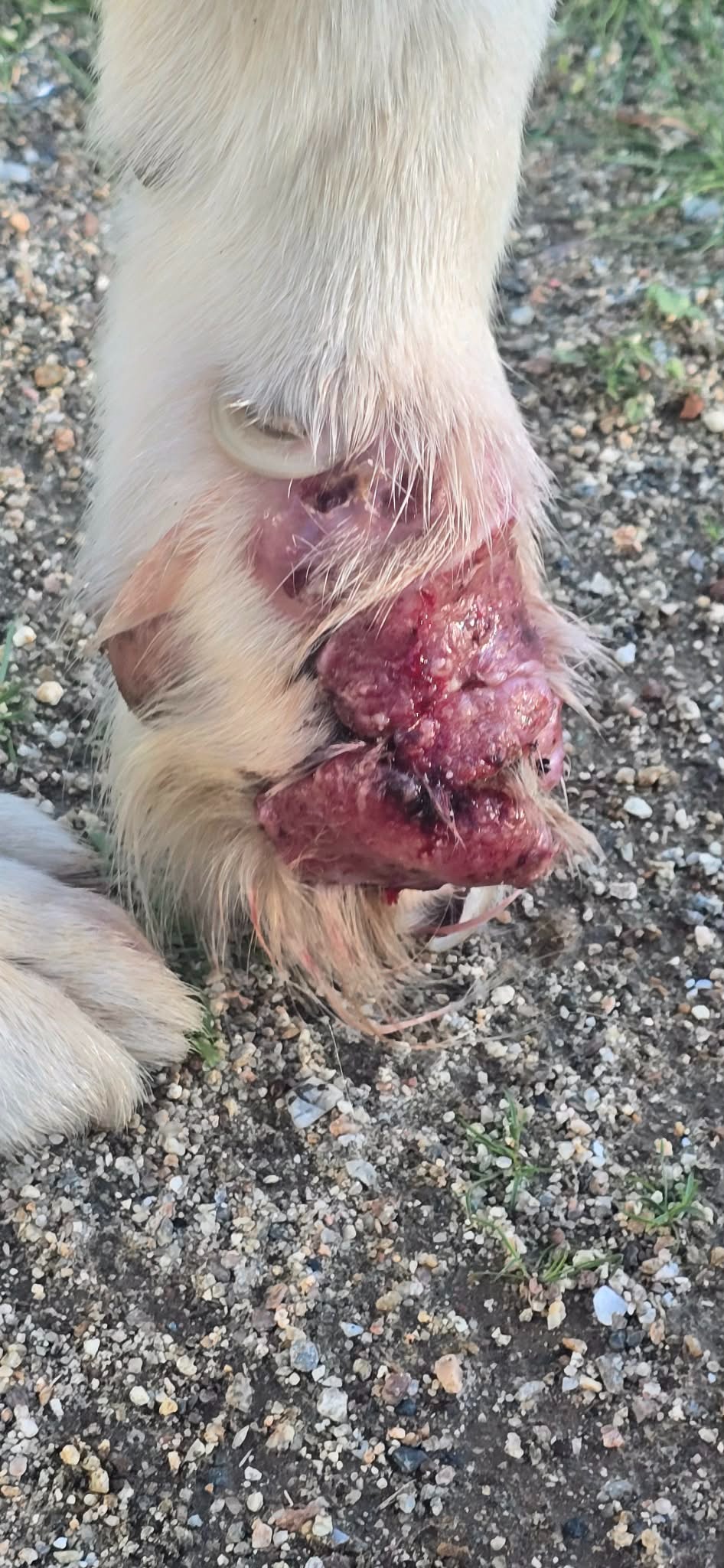 Help This Rescued Pup Get Urgent Medical Care campaign photo, 2 of 7