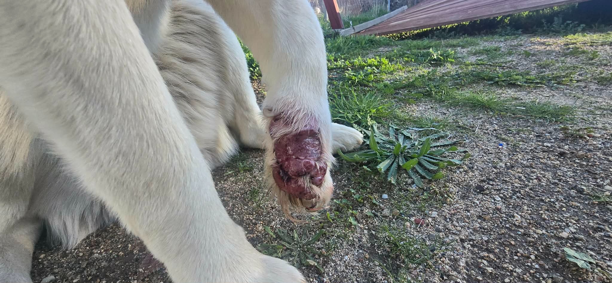 Help This Rescued Pup Get Urgent Medical Care campaign photo, 4 of 7