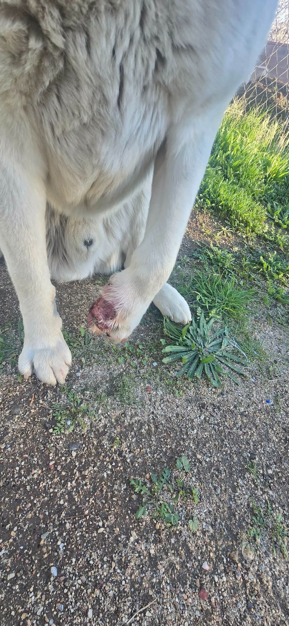 Help This Rescued Pup Get Urgent Medical Care campaign photo, 5 of 7