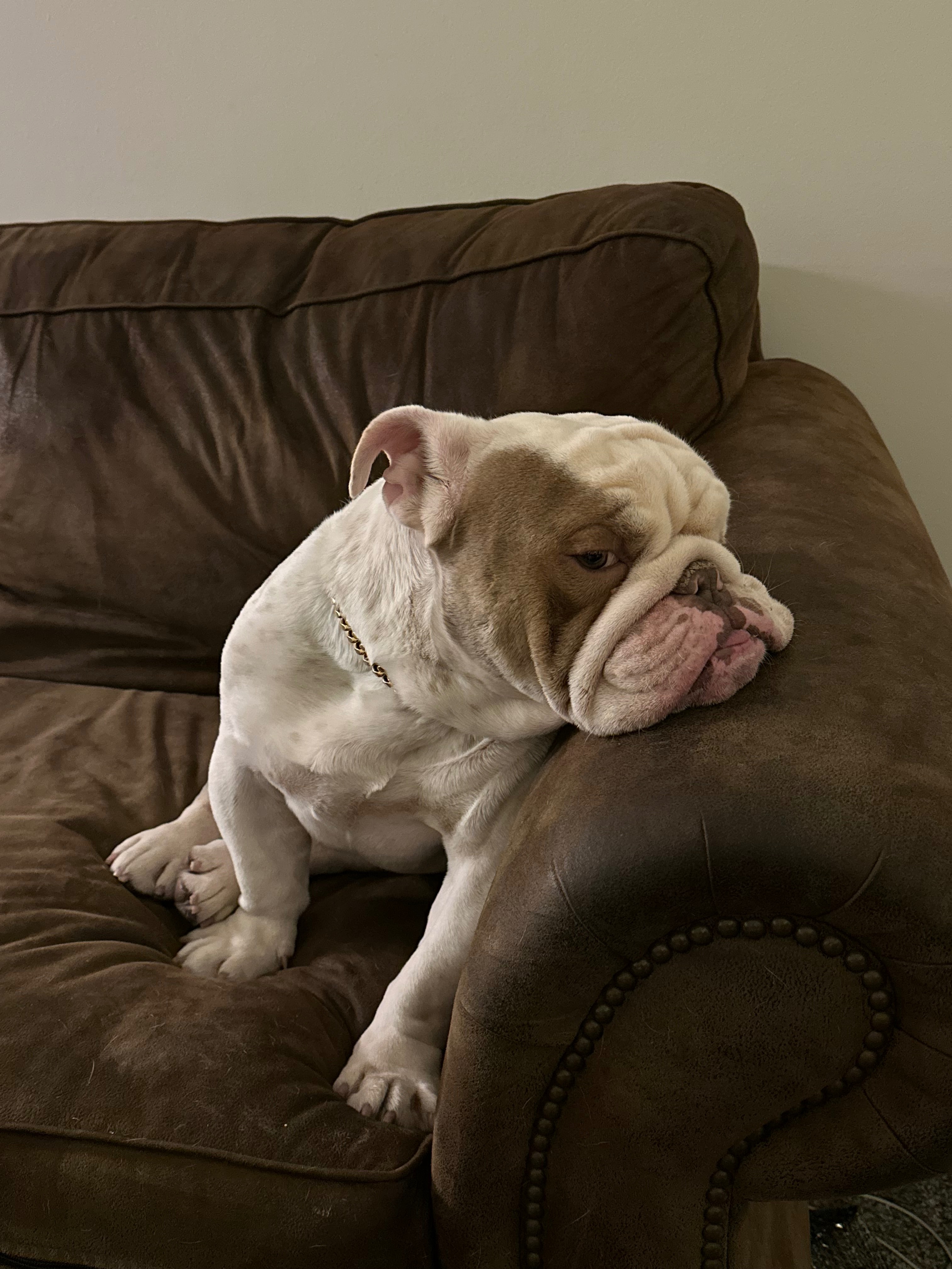 Support Franklin's Life-Saving Surgery campaign photo, 6 of 7