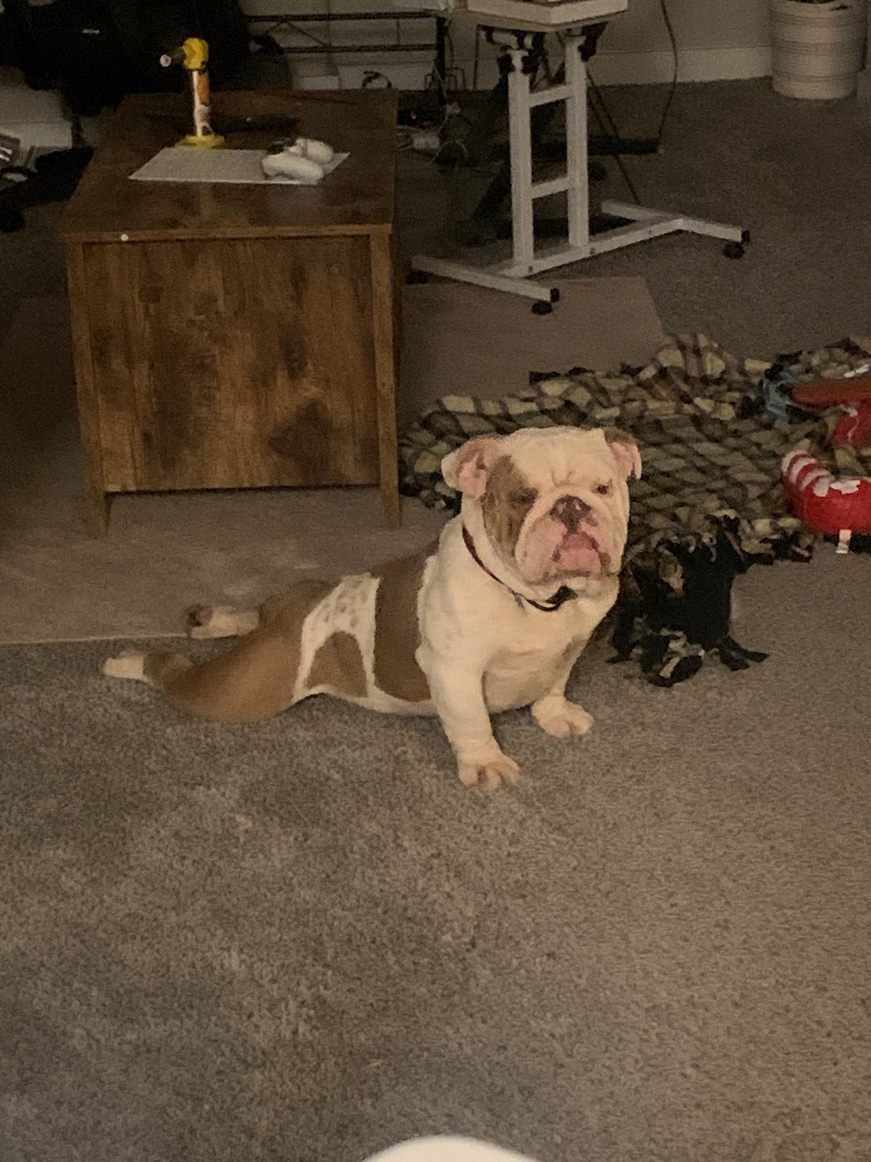 Support Franklin's Life-Saving Surgery campaign photo, 2 of 7