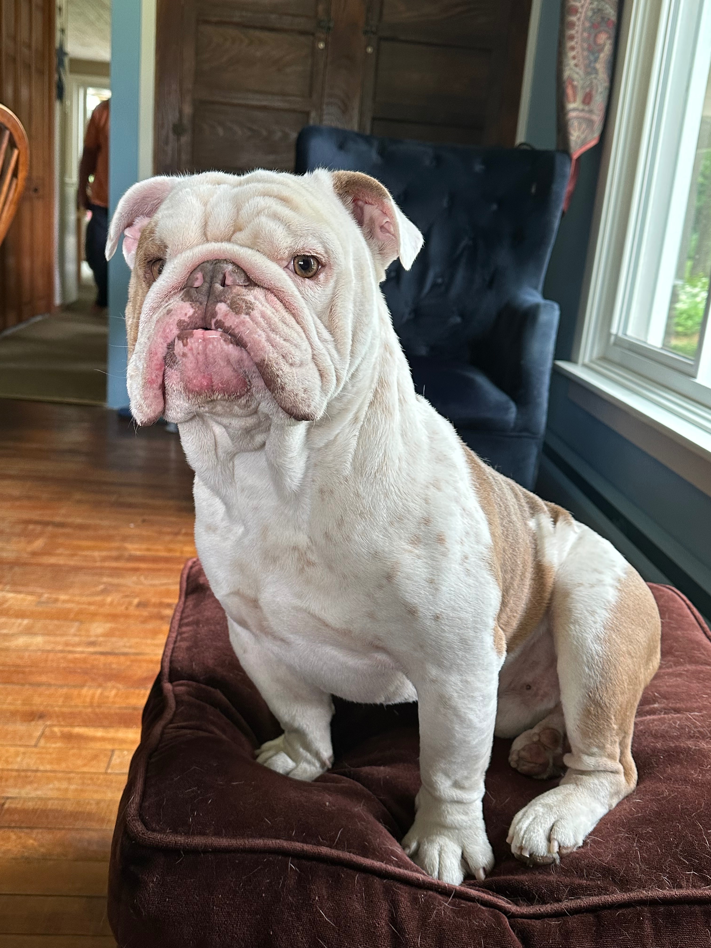 Support Franklin's Life-Saving Surgery campaign photo, 4 of 7