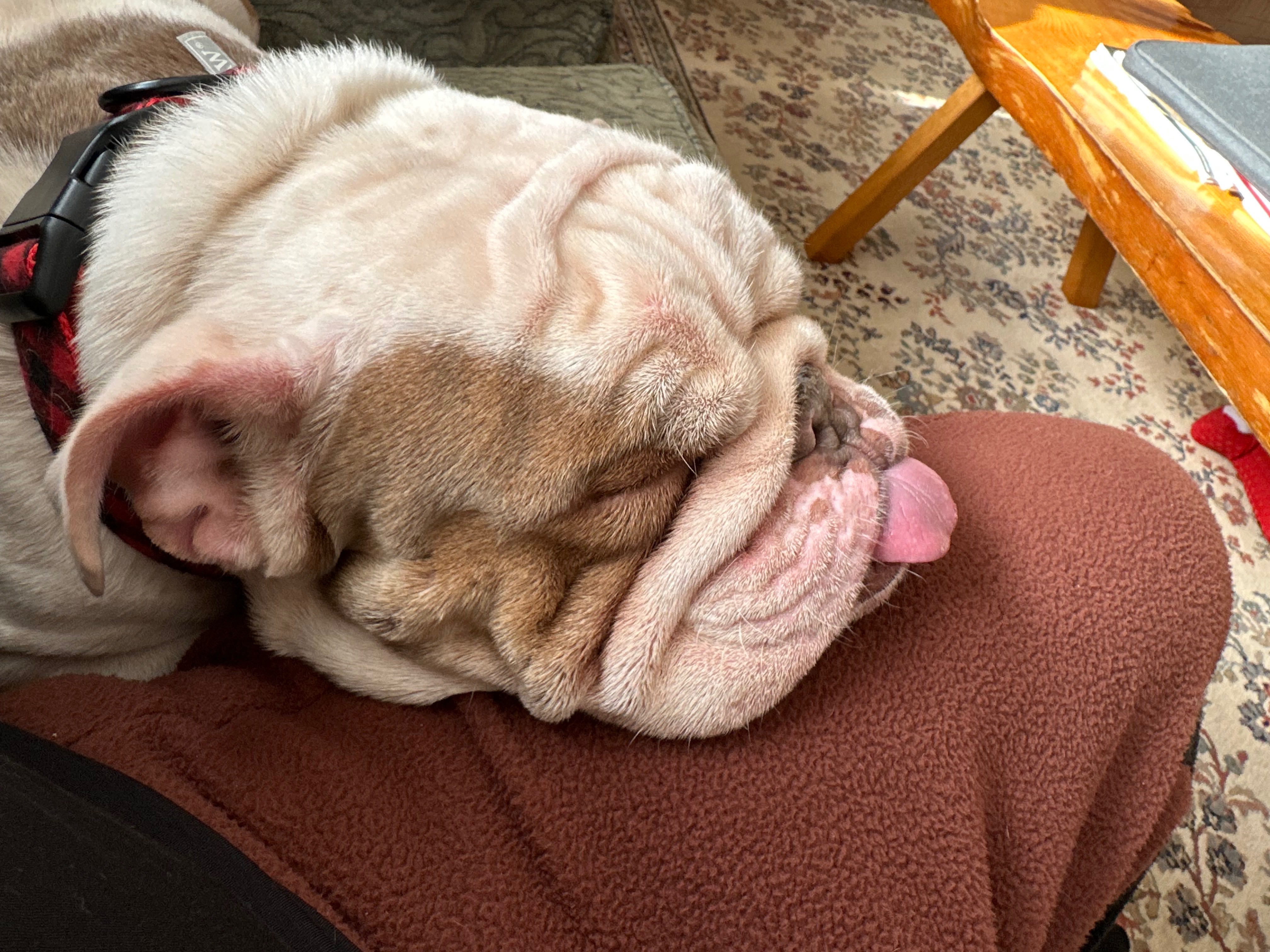 Support Franklin's Life-Saving Surgery campaign photo, 5 of 7