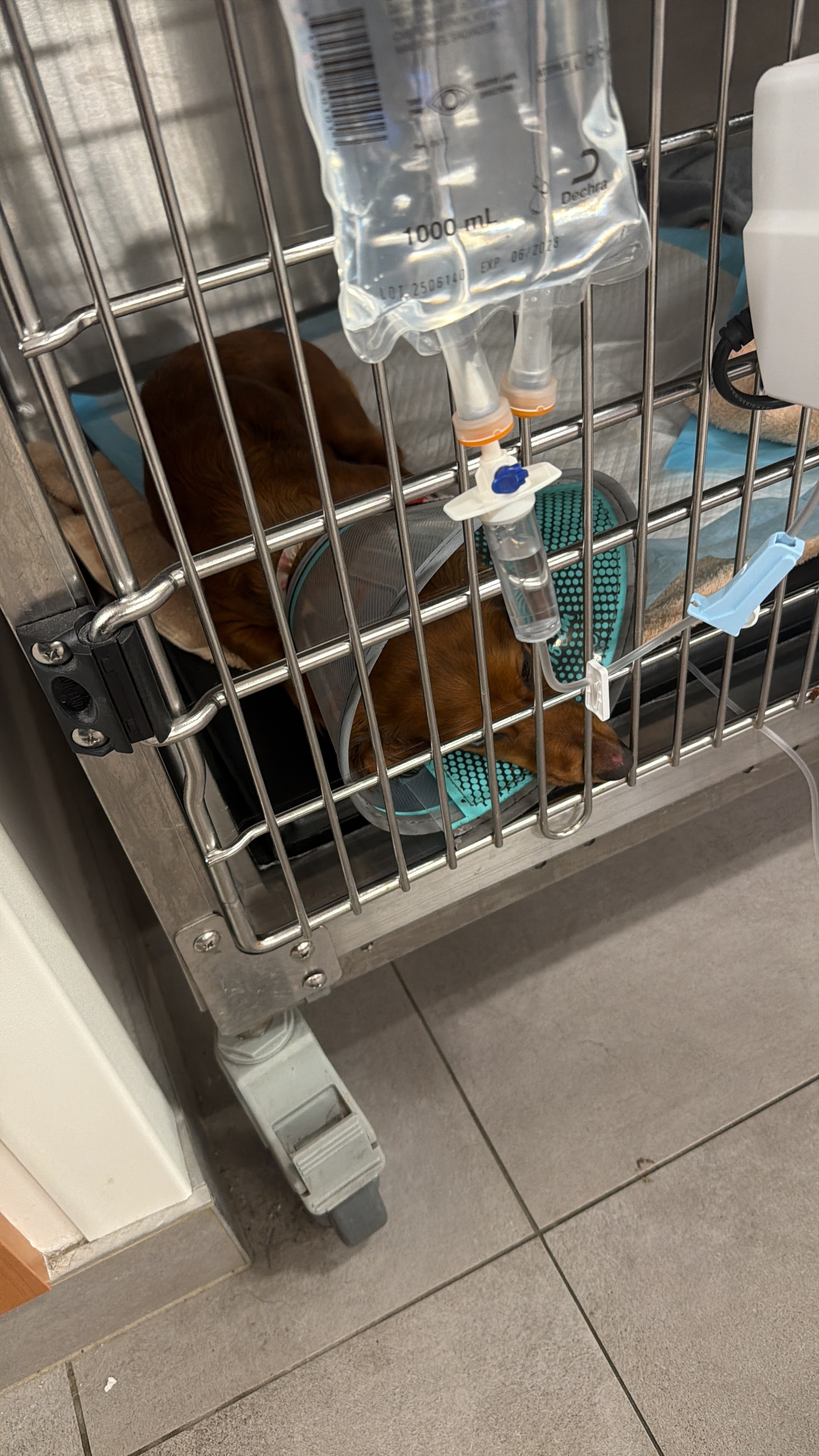 Help Papaya Get Life-Saving Surgery campaign photo, 6 of 7