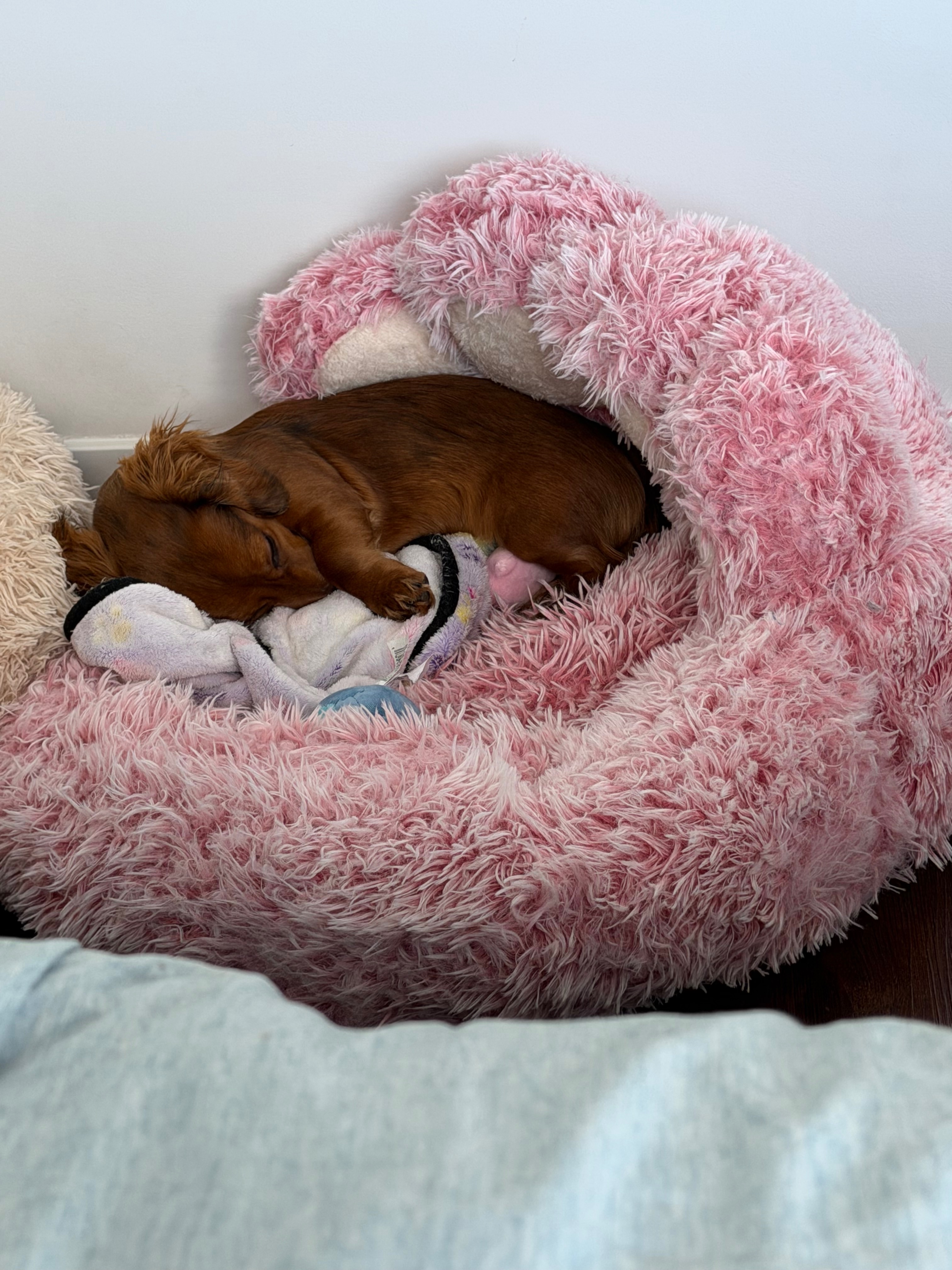Help Papaya Get Life-Saving Surgery campaign photo, 2 of 7