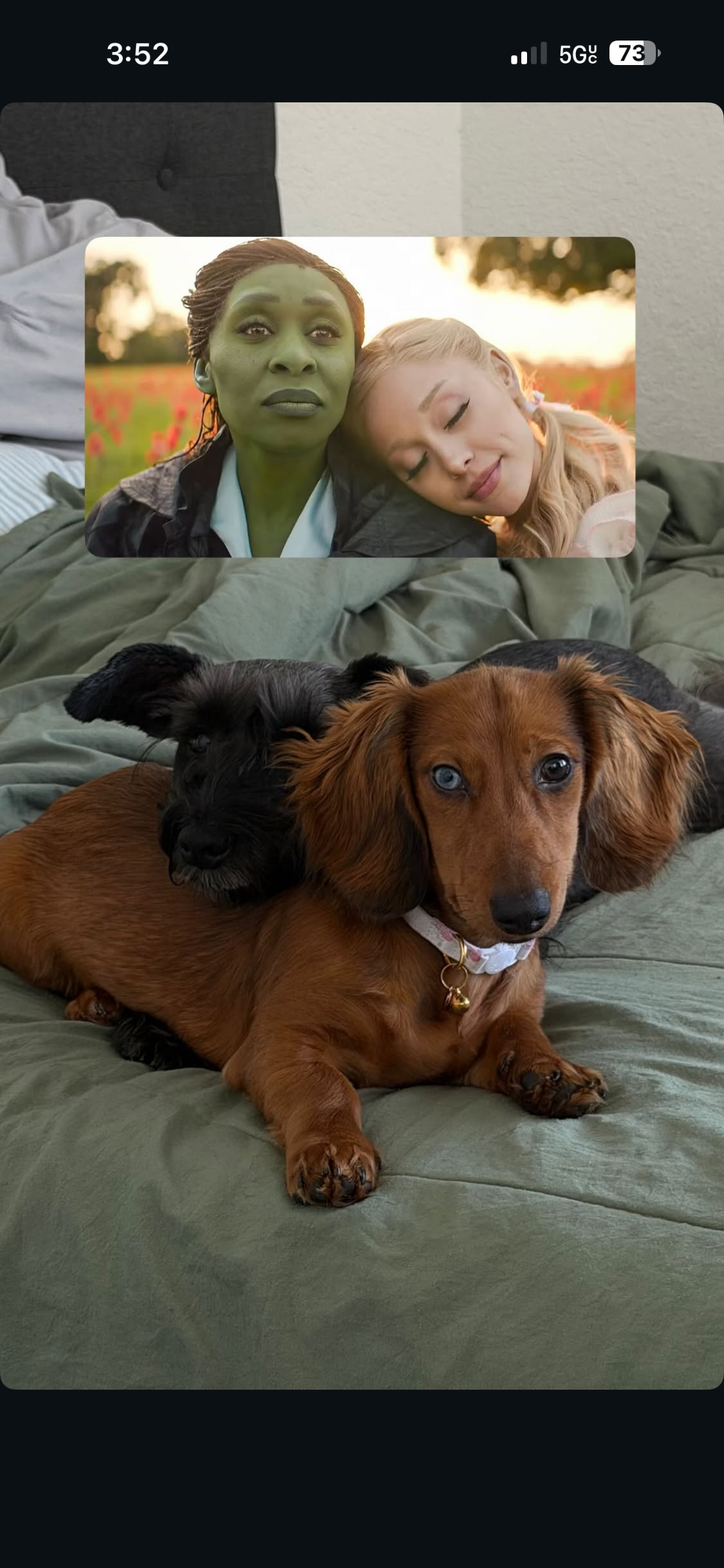 Help Papaya Get Life-Saving Surgery campaign photo, 4 of 7