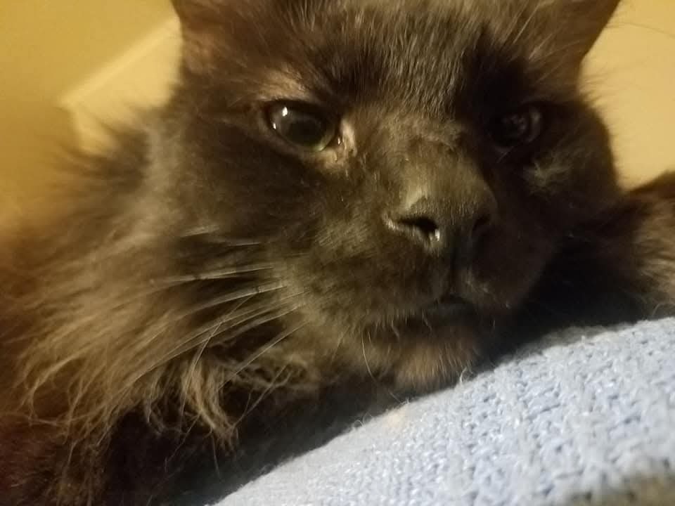Help Maximus Get the Vet Care He Needs campaign photo, 2 of 7