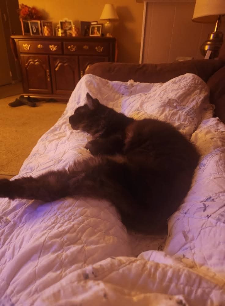 Help Maximus Get the Vet Care He Needs campaign photo, 6 of 7