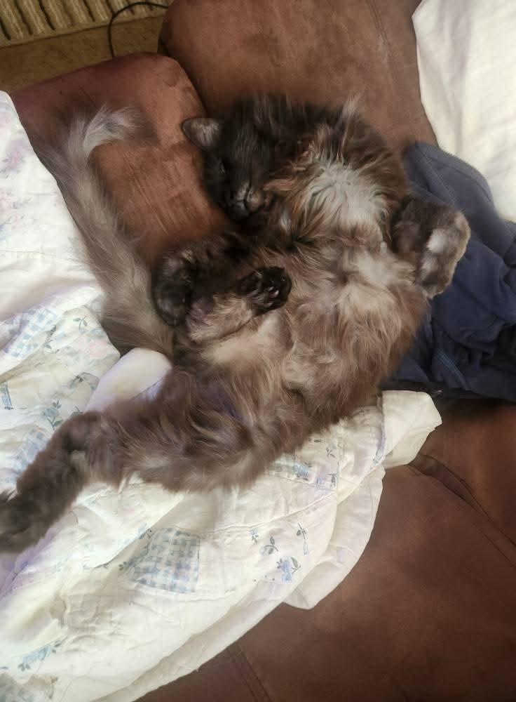 Help Maximus Get the Vet Care He Needs campaign photo, 4 of 7