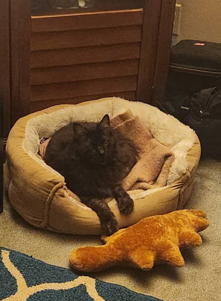 Help Maximus Get the Vet Care He Needs campaign photo, 5 of 7