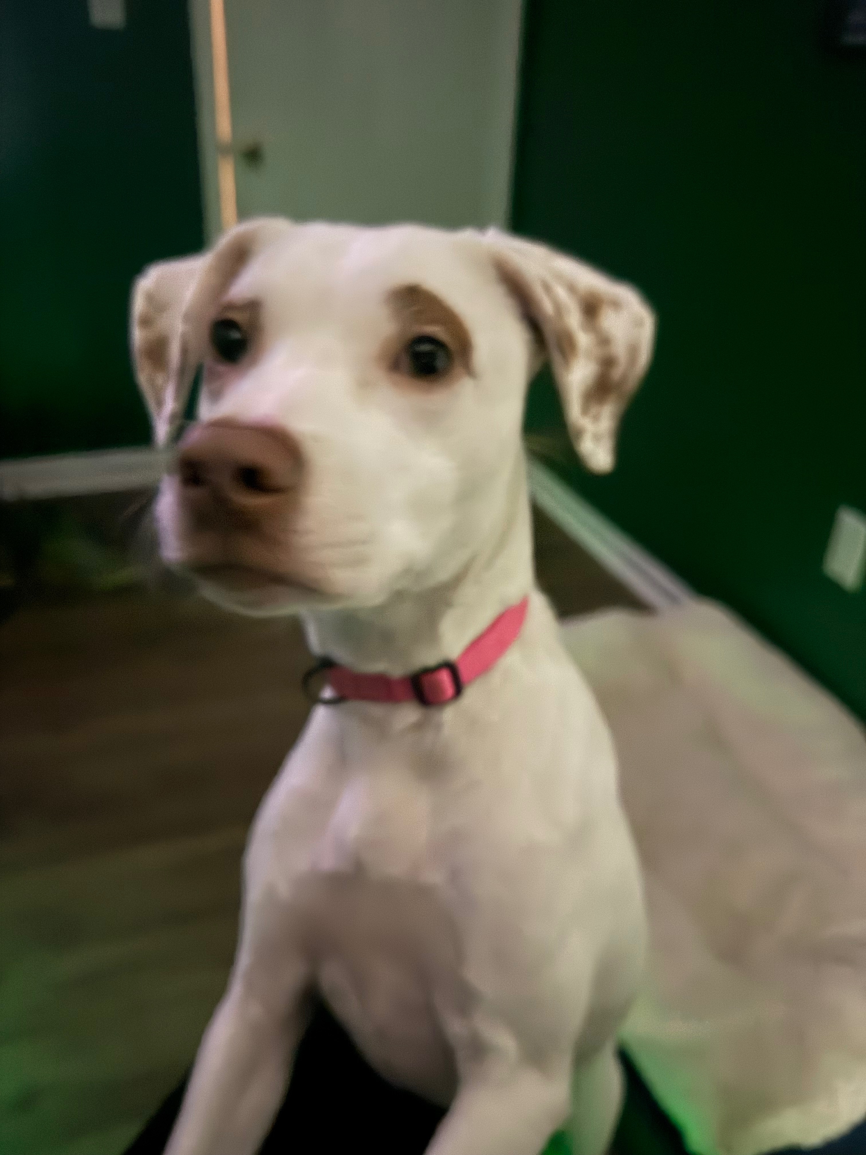 Save Hazel: Our Energetic Pup Needs Surgery campaign photo, 2 of 4